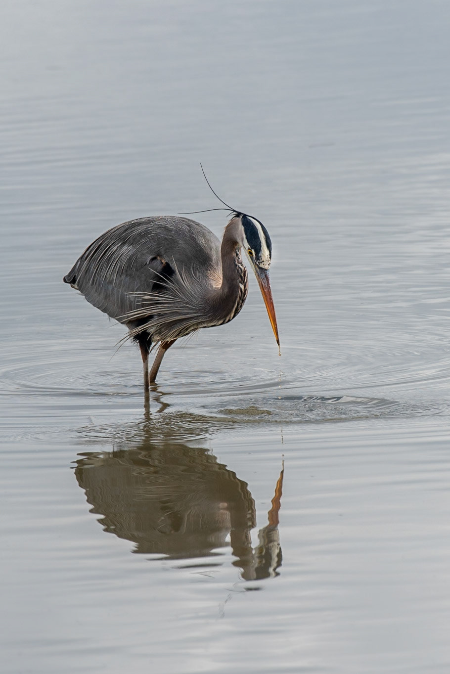 Great Blue Heron Fishing in the Wetlands of Skagit Wildlife Refuge
