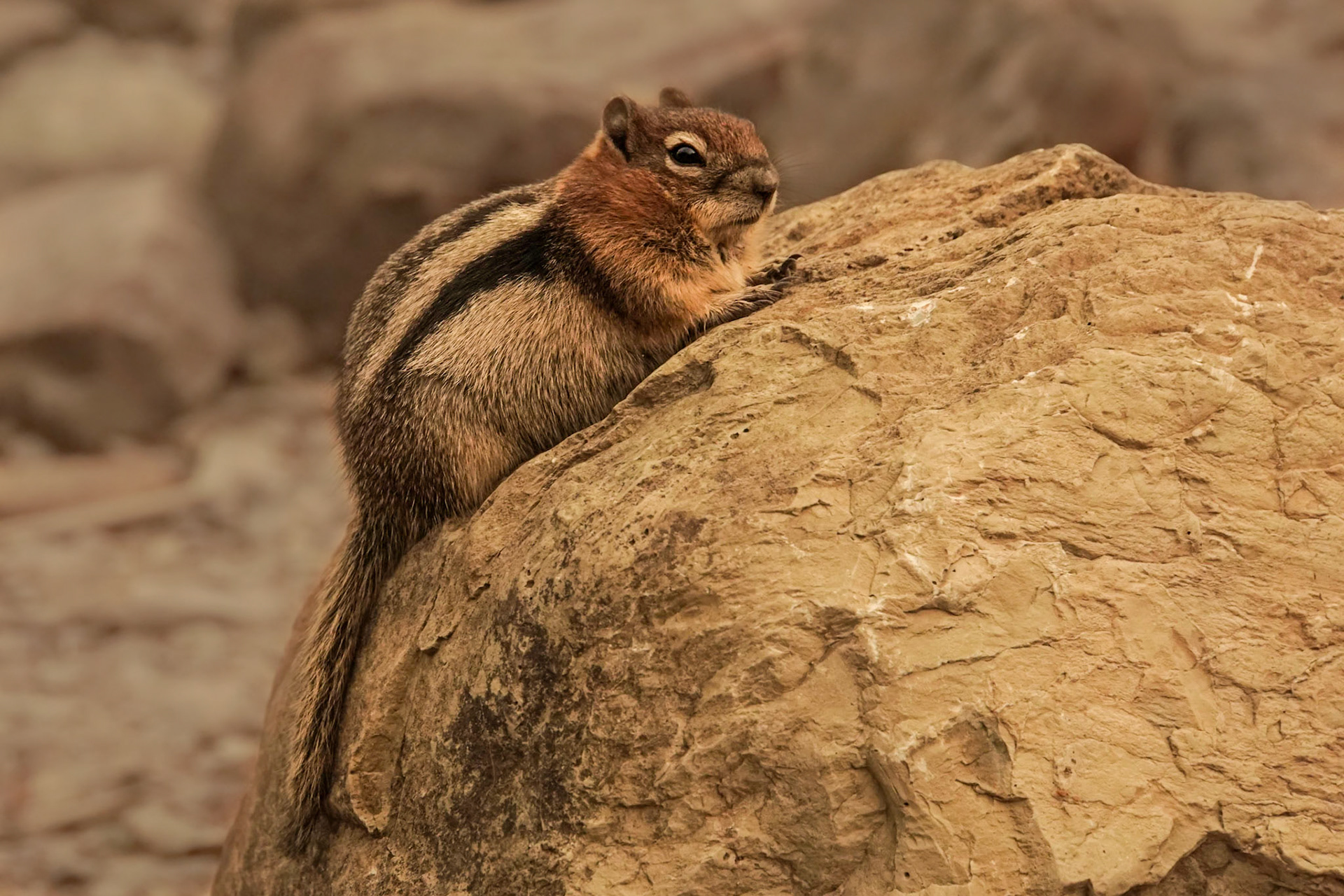 Golden-mantled Ground Squirrel Perched on a Rock