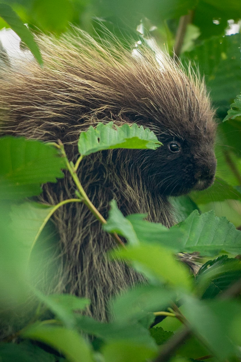Young North American Porcupine in an Alder Tree