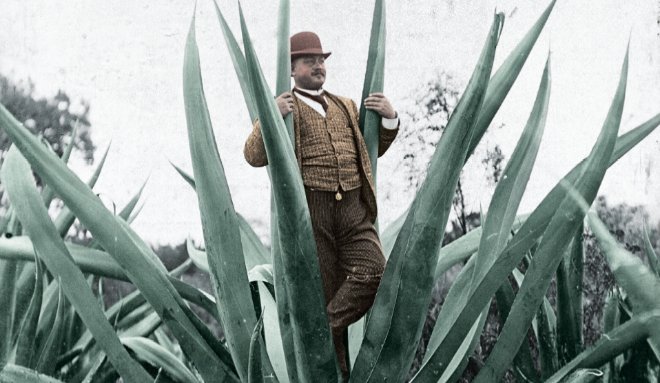 Image of man in a giant agave plant used to make tequila in Mexico.
