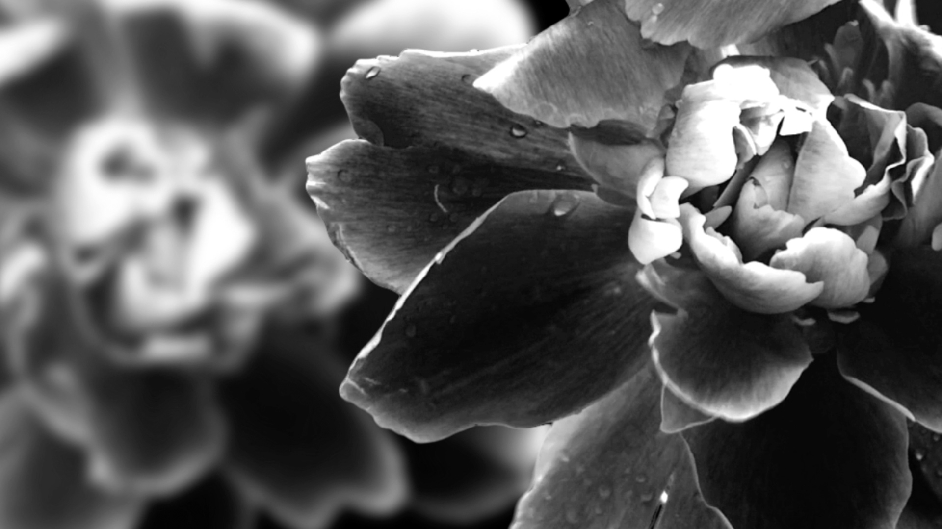 Flowers For Aldernaan - Timelapse short