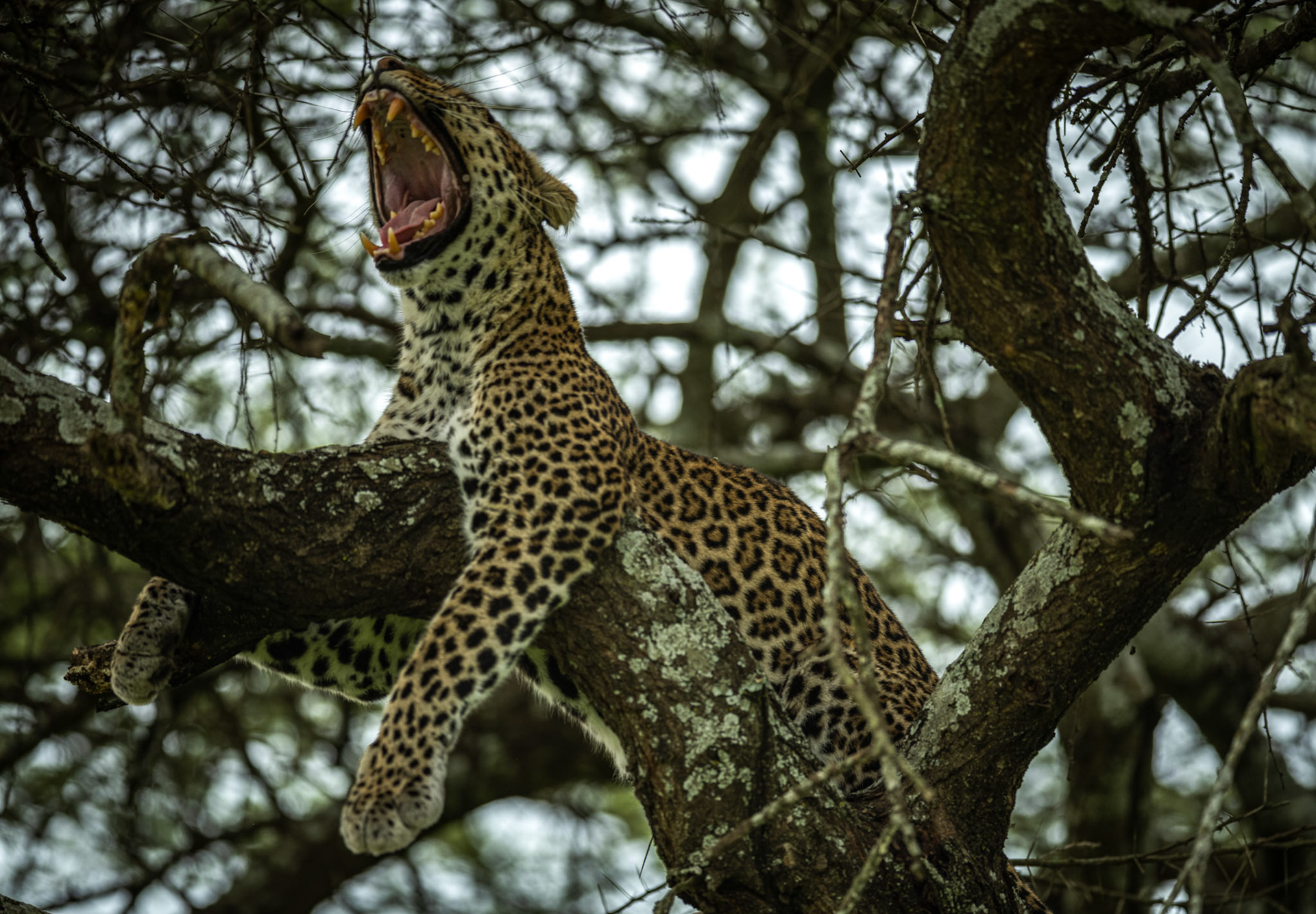 Leopard