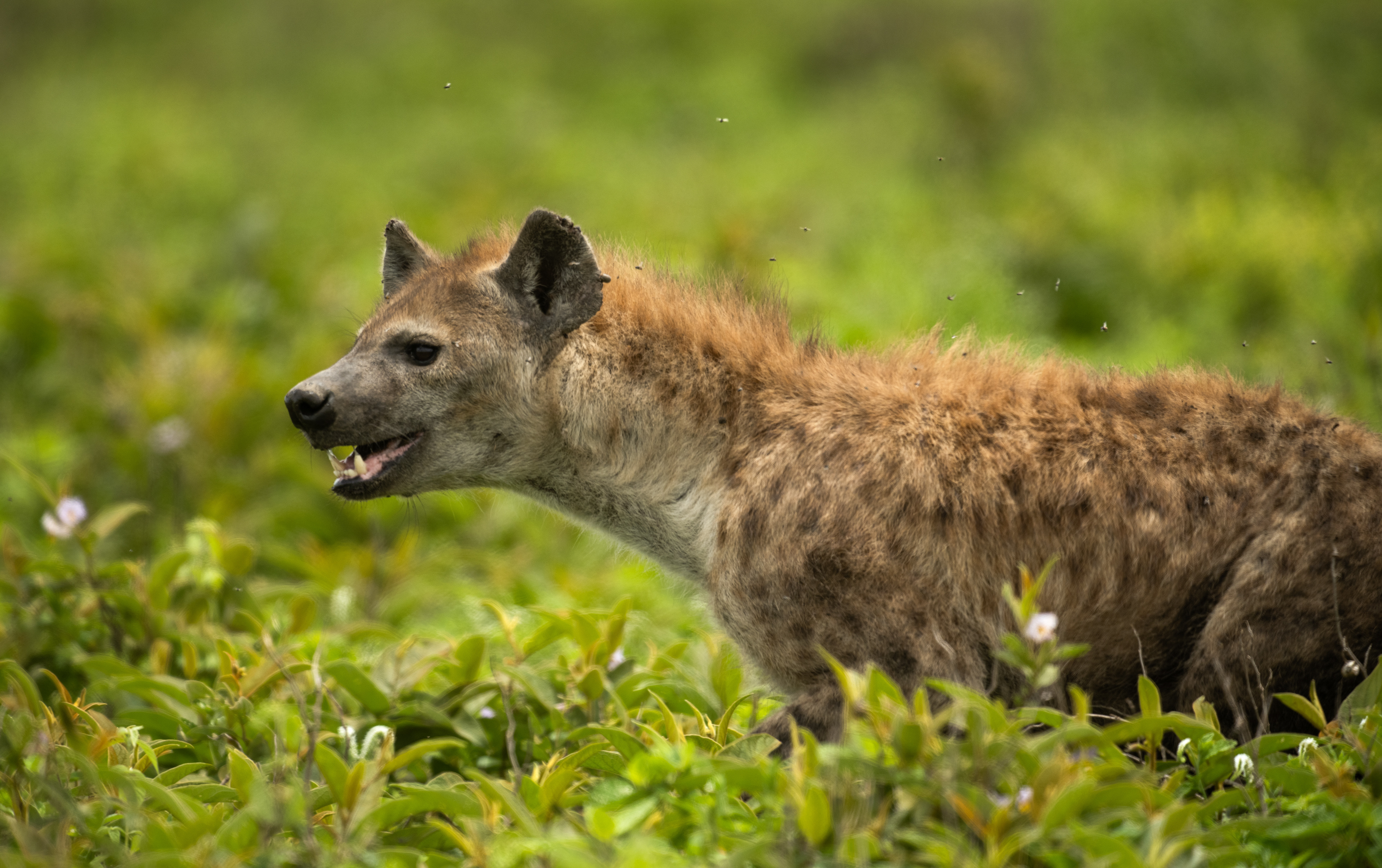 Hyena