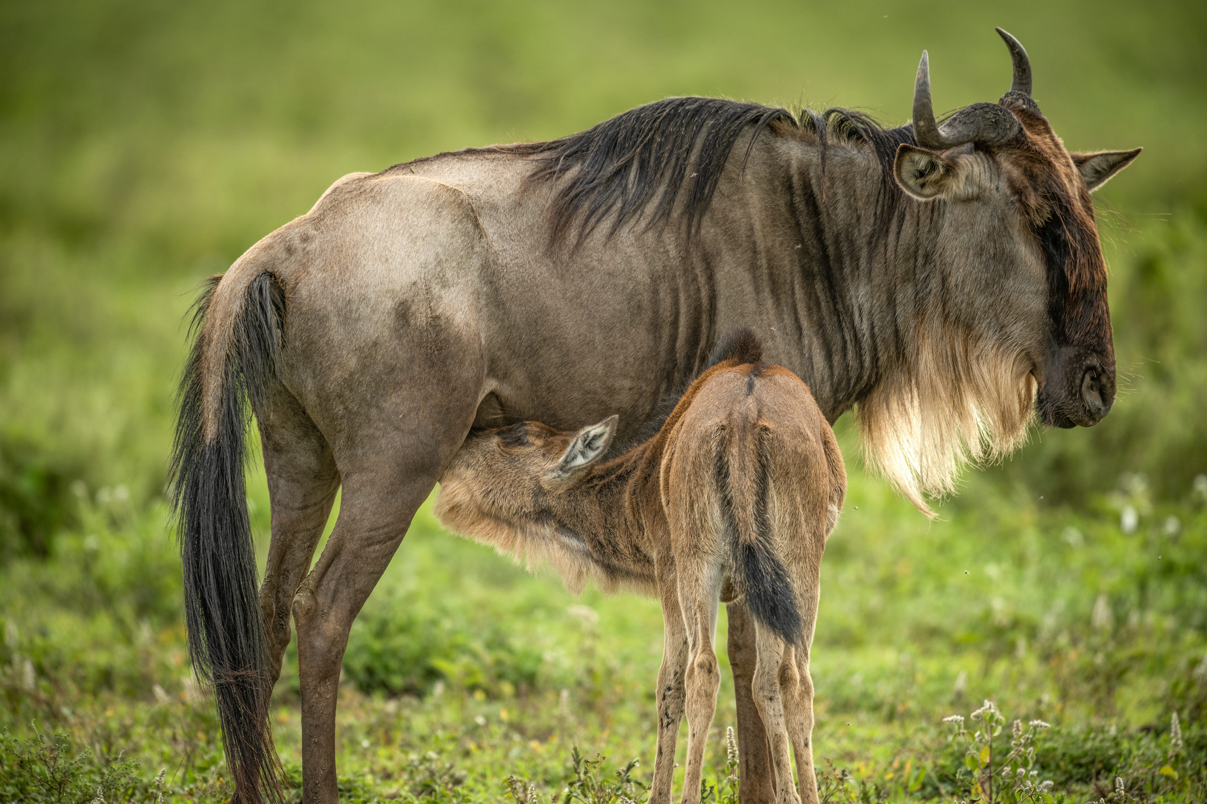 Wildebeest