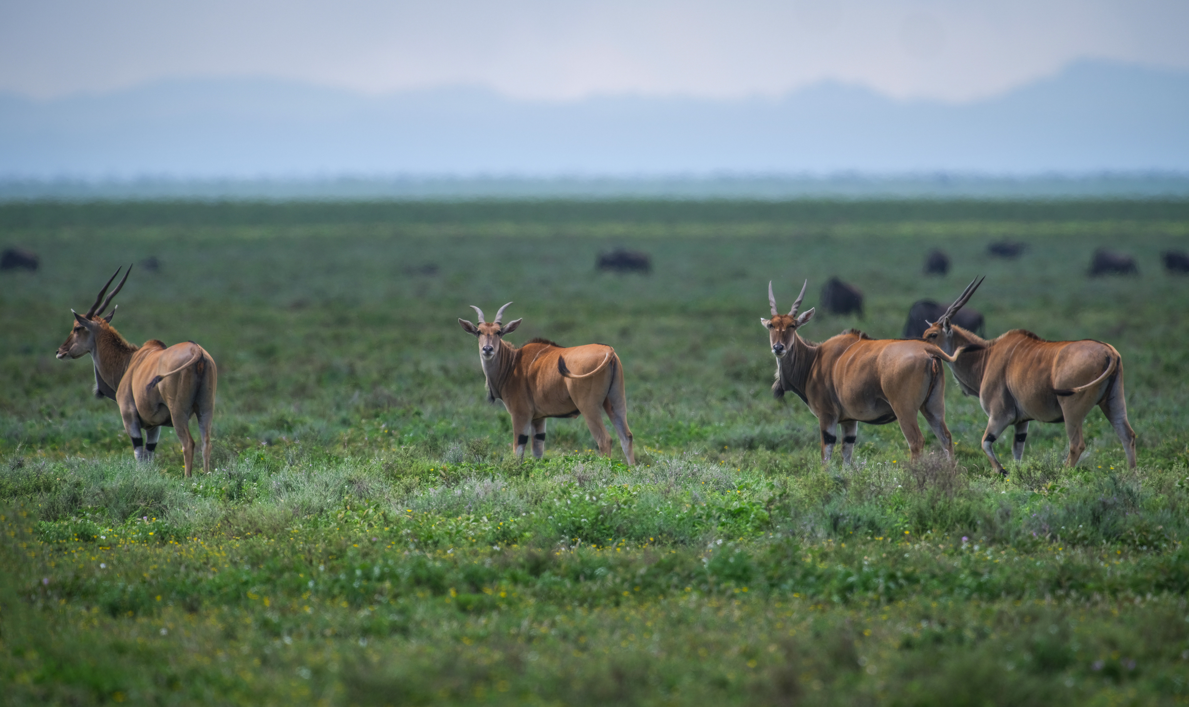 Giant Elands
