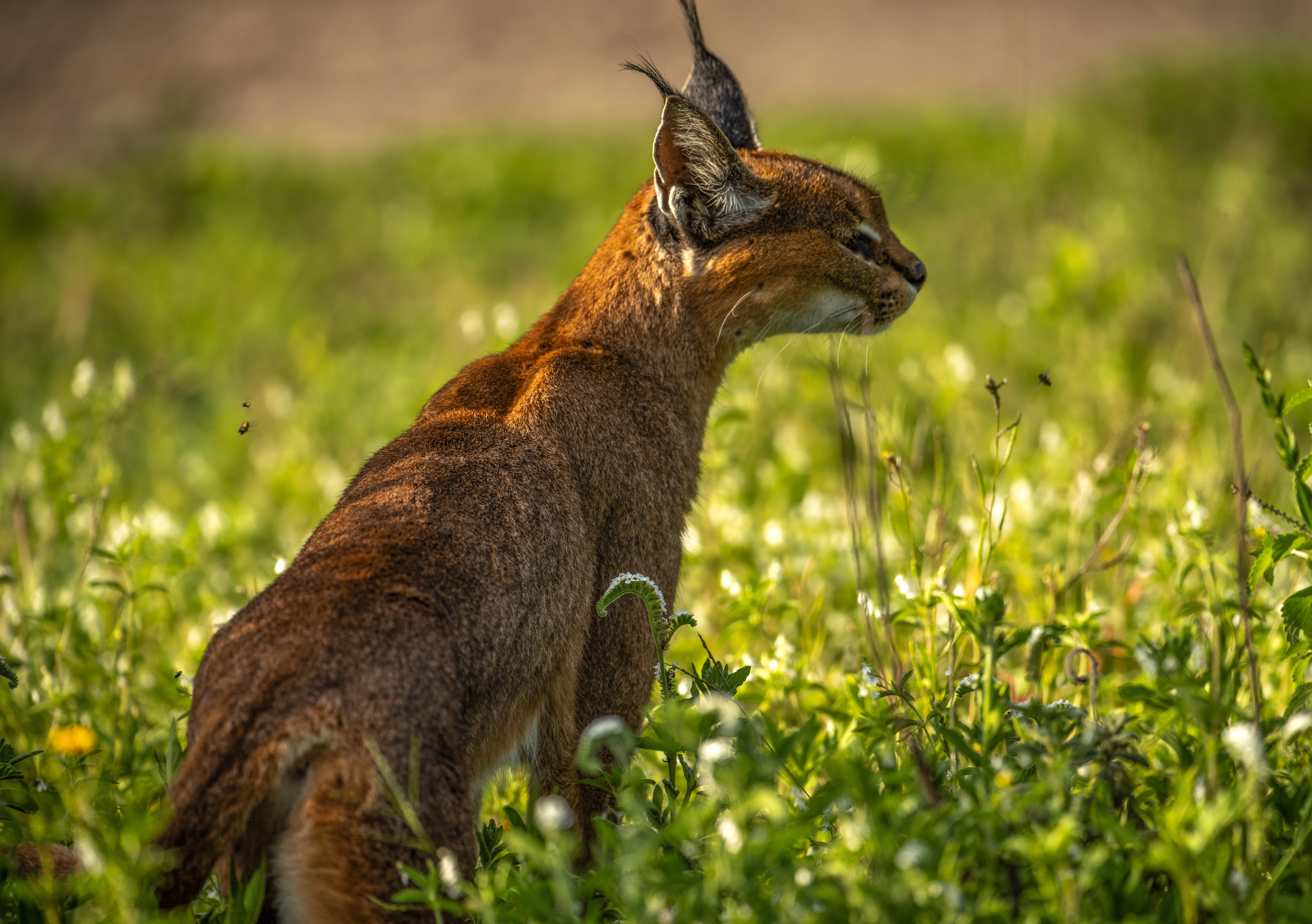 Caracal
