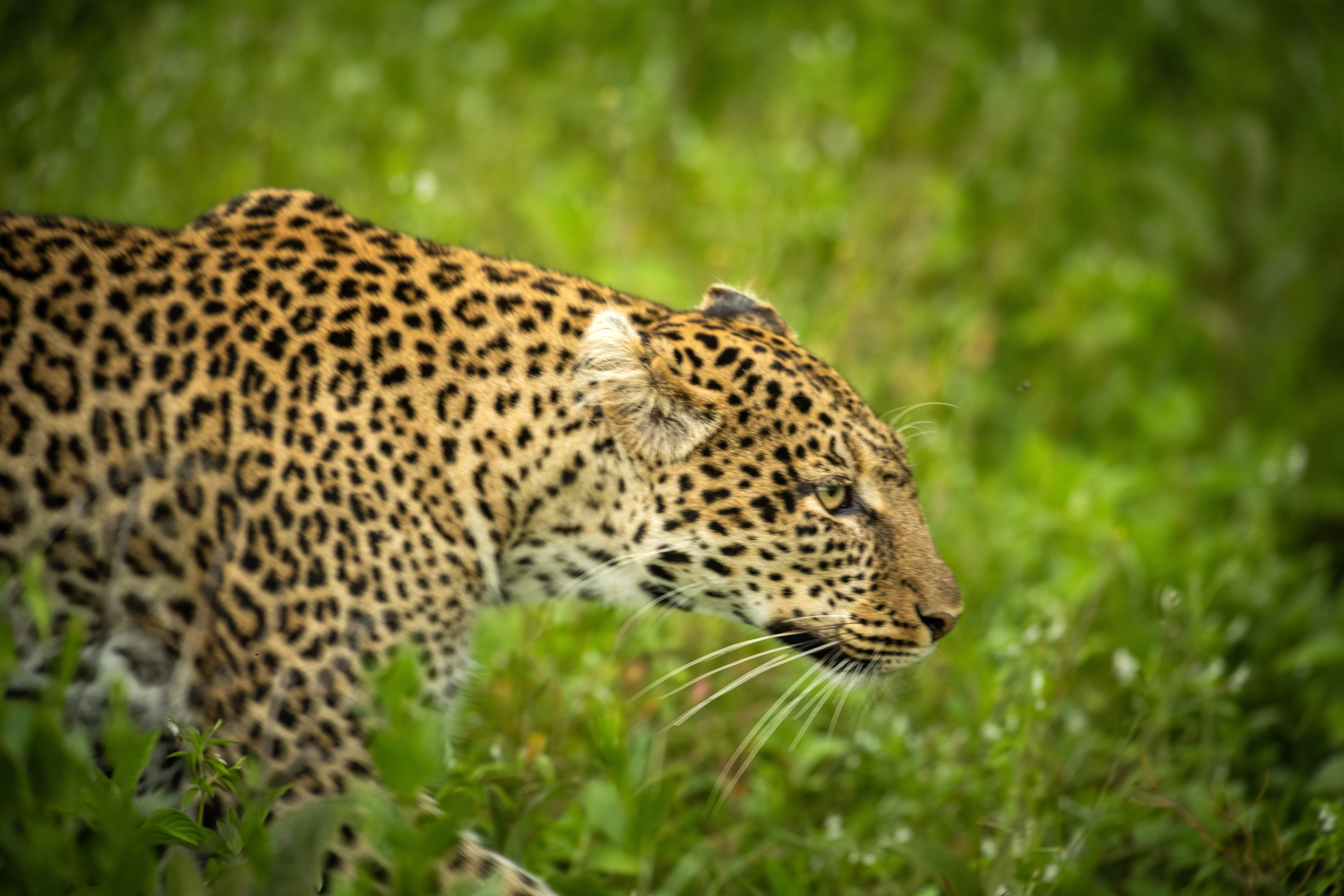 Leopard