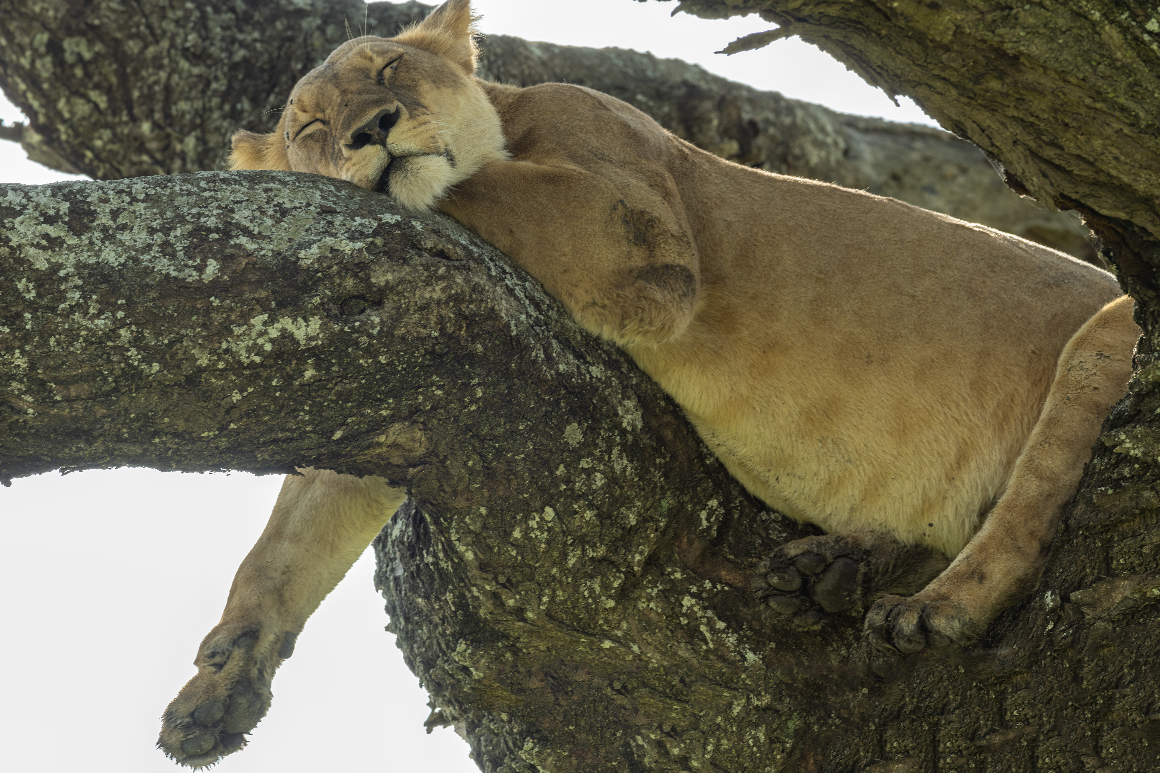Mama lion