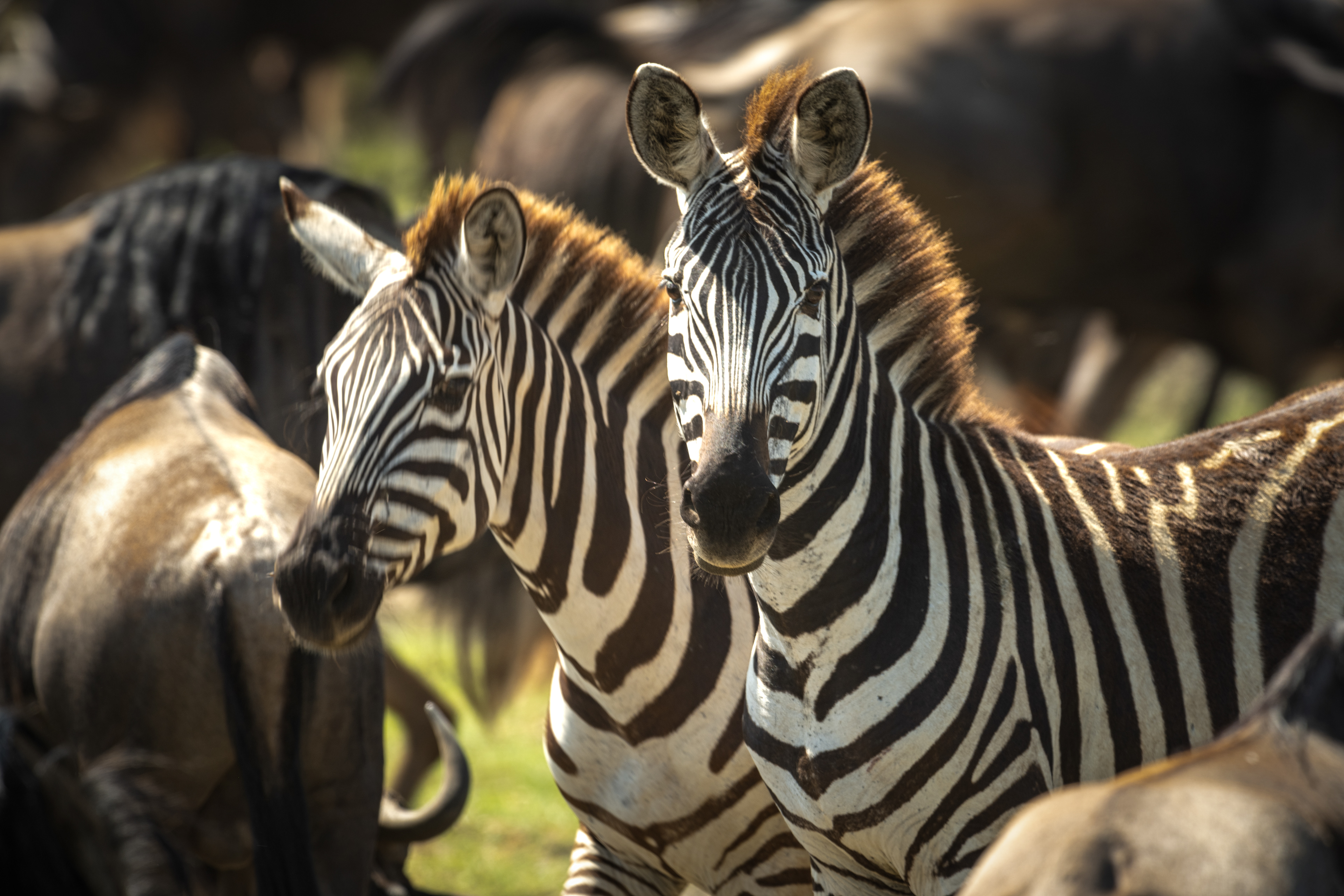 Surrounded by Wildebeests