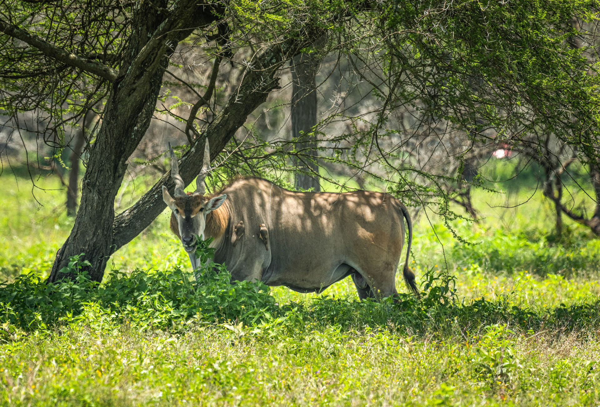 Giant Eland