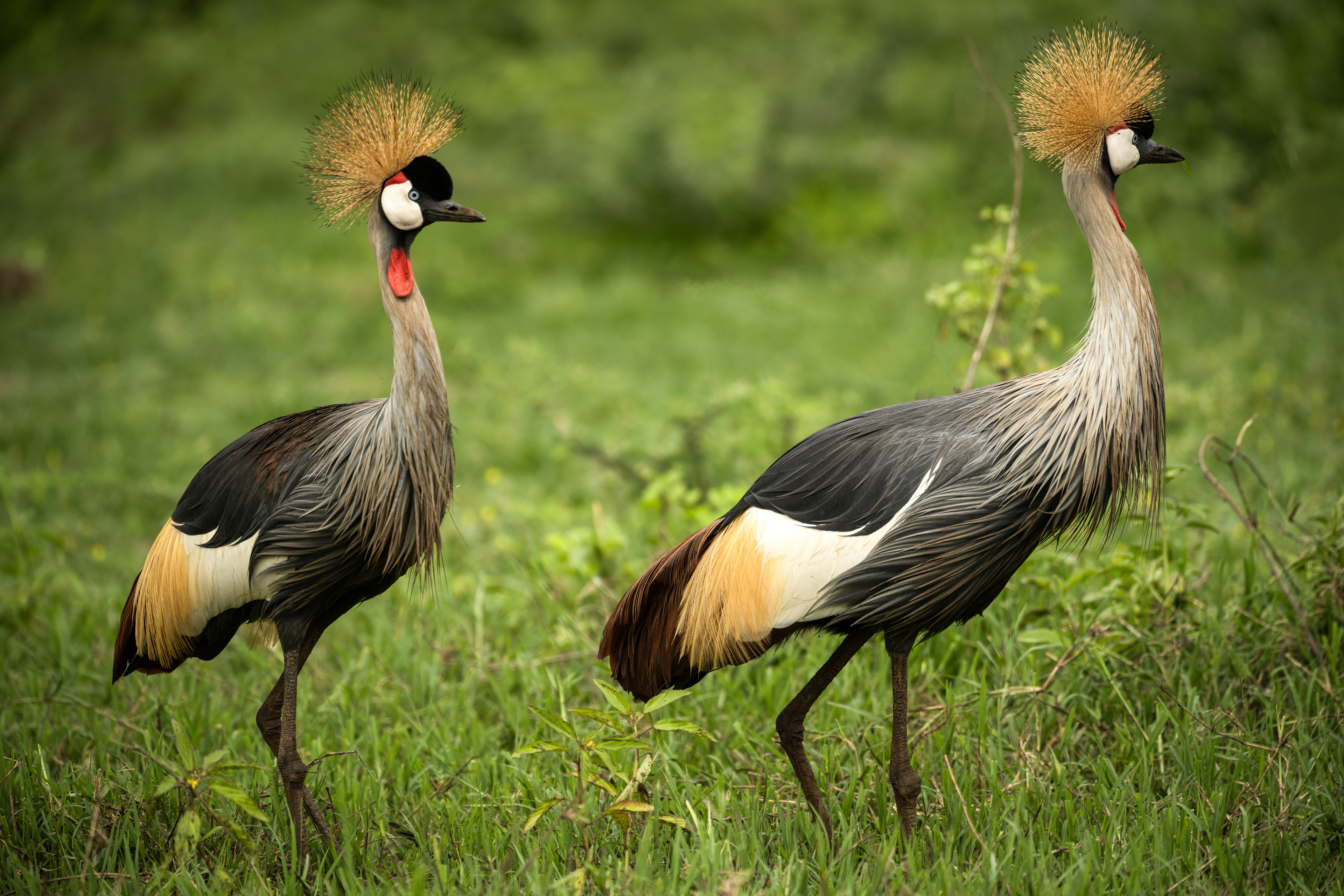 Grey Crowned Crane (national bird)