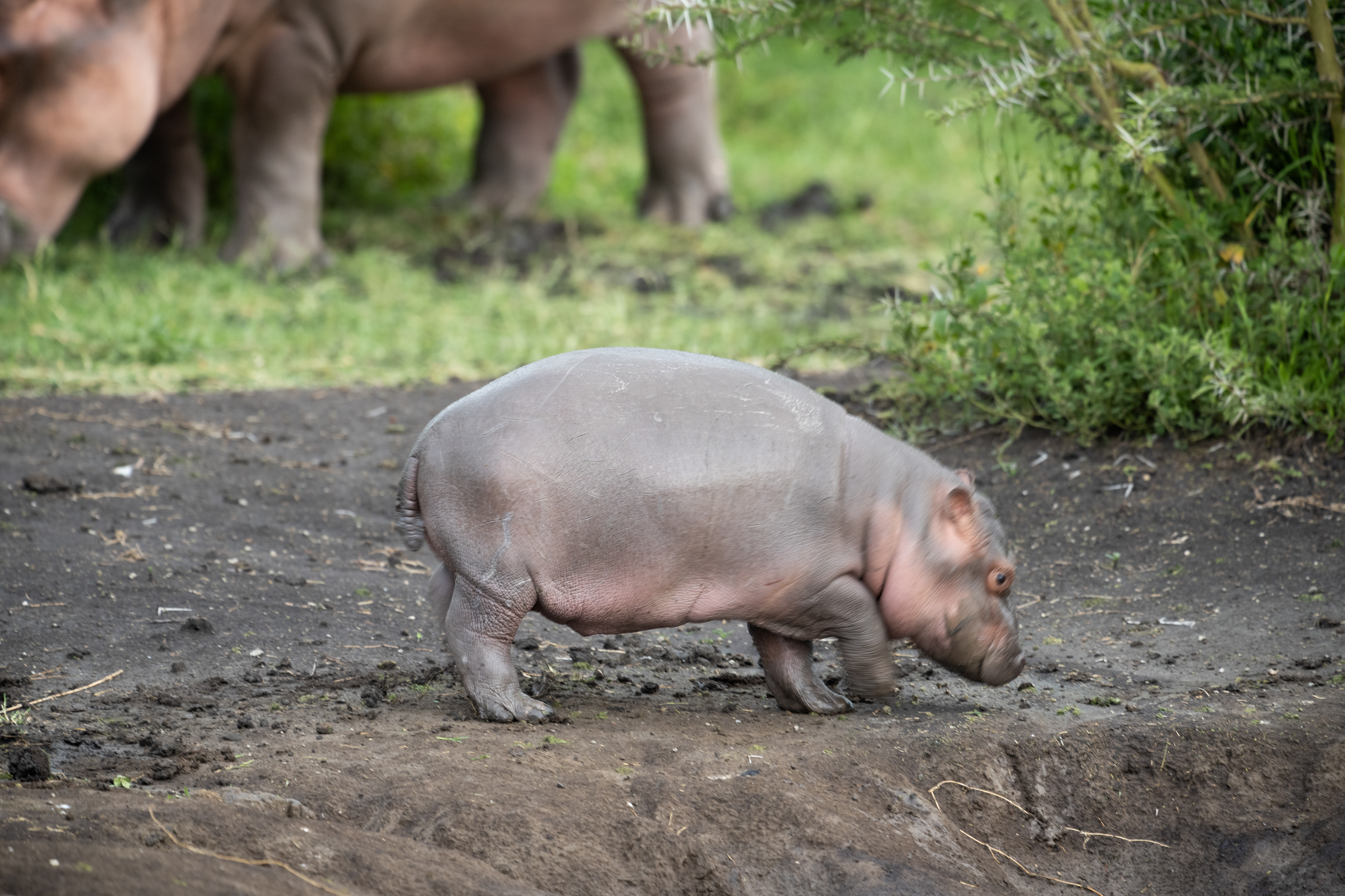 Baby Hippo