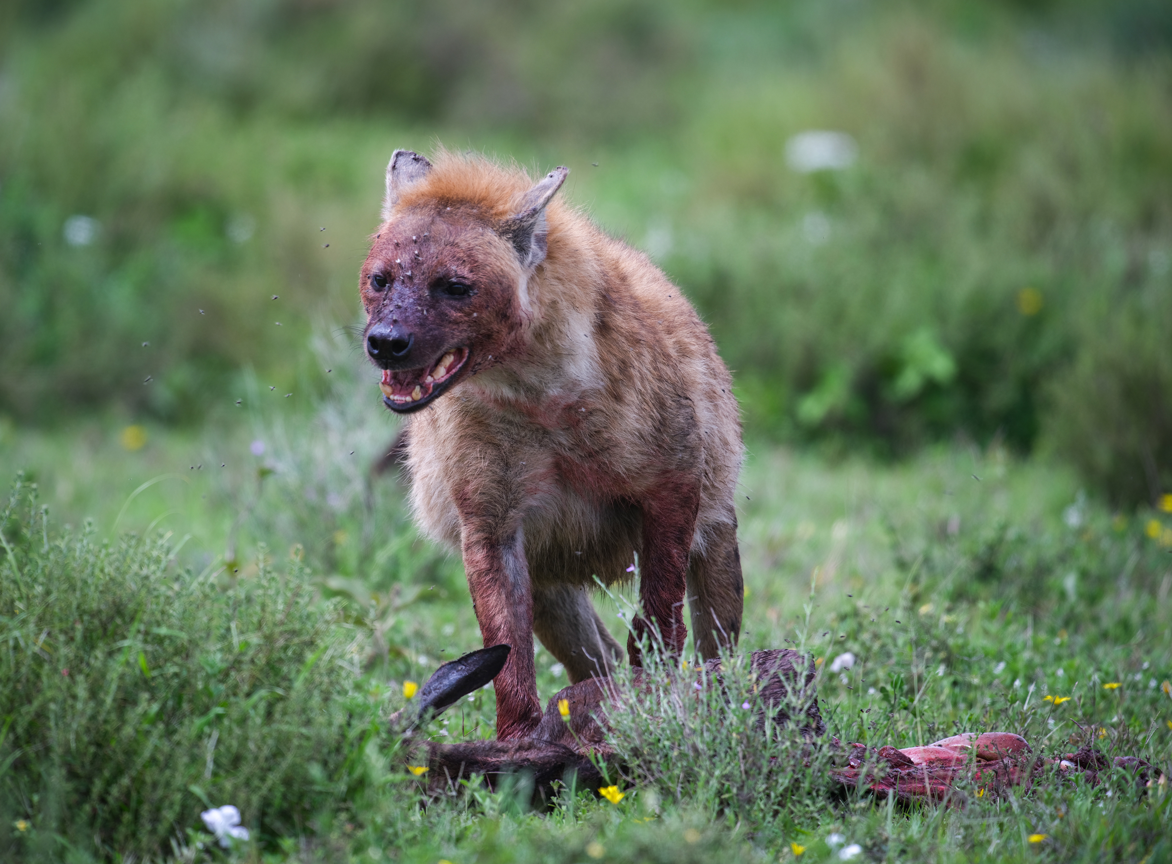Hyena with captured Wildebeest
