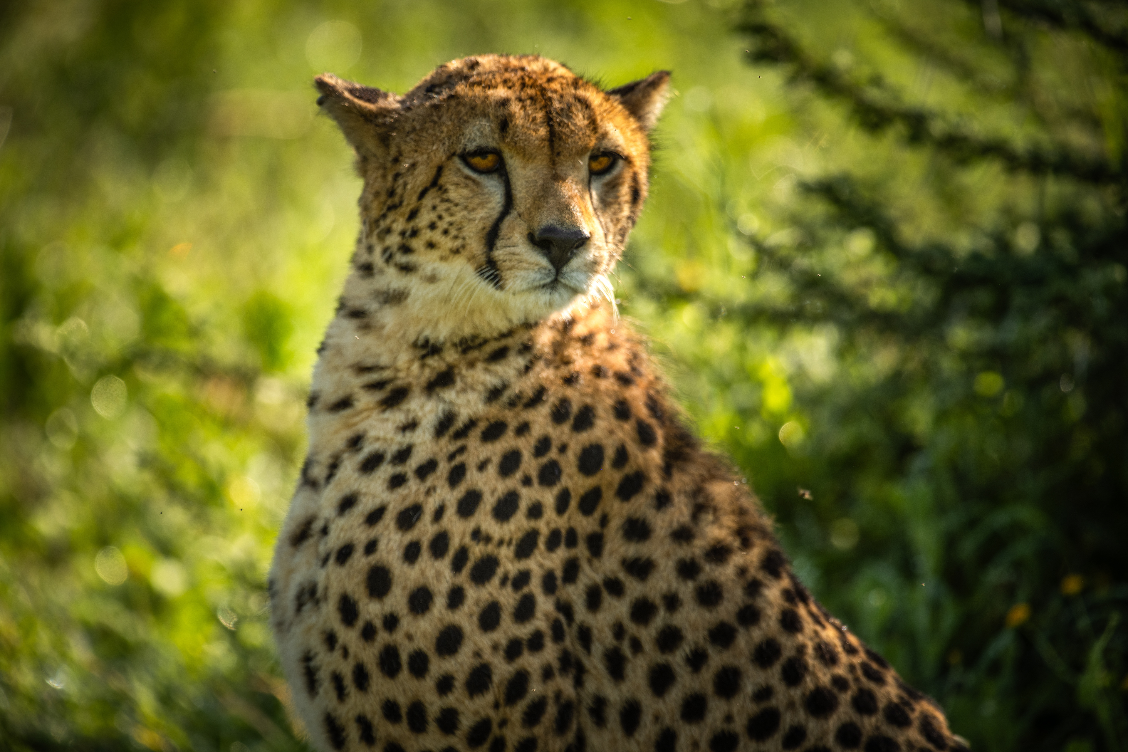 Cheetah