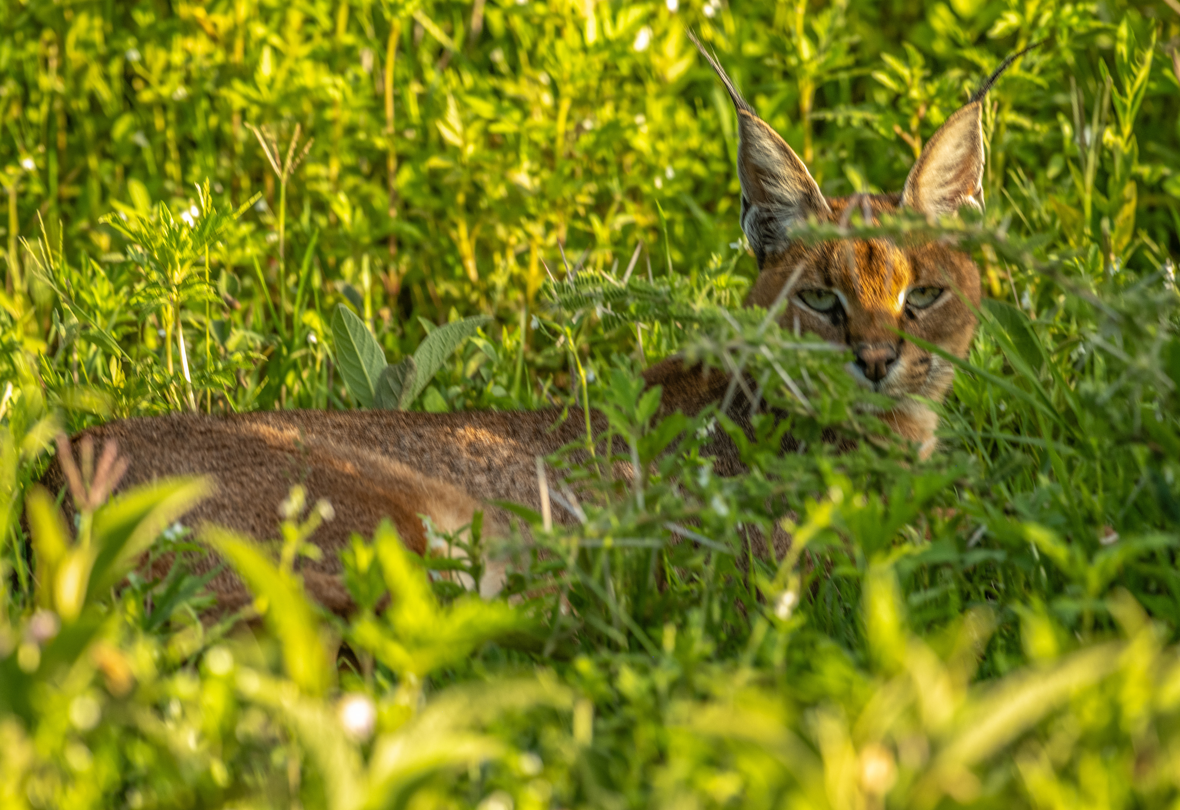 Caracal