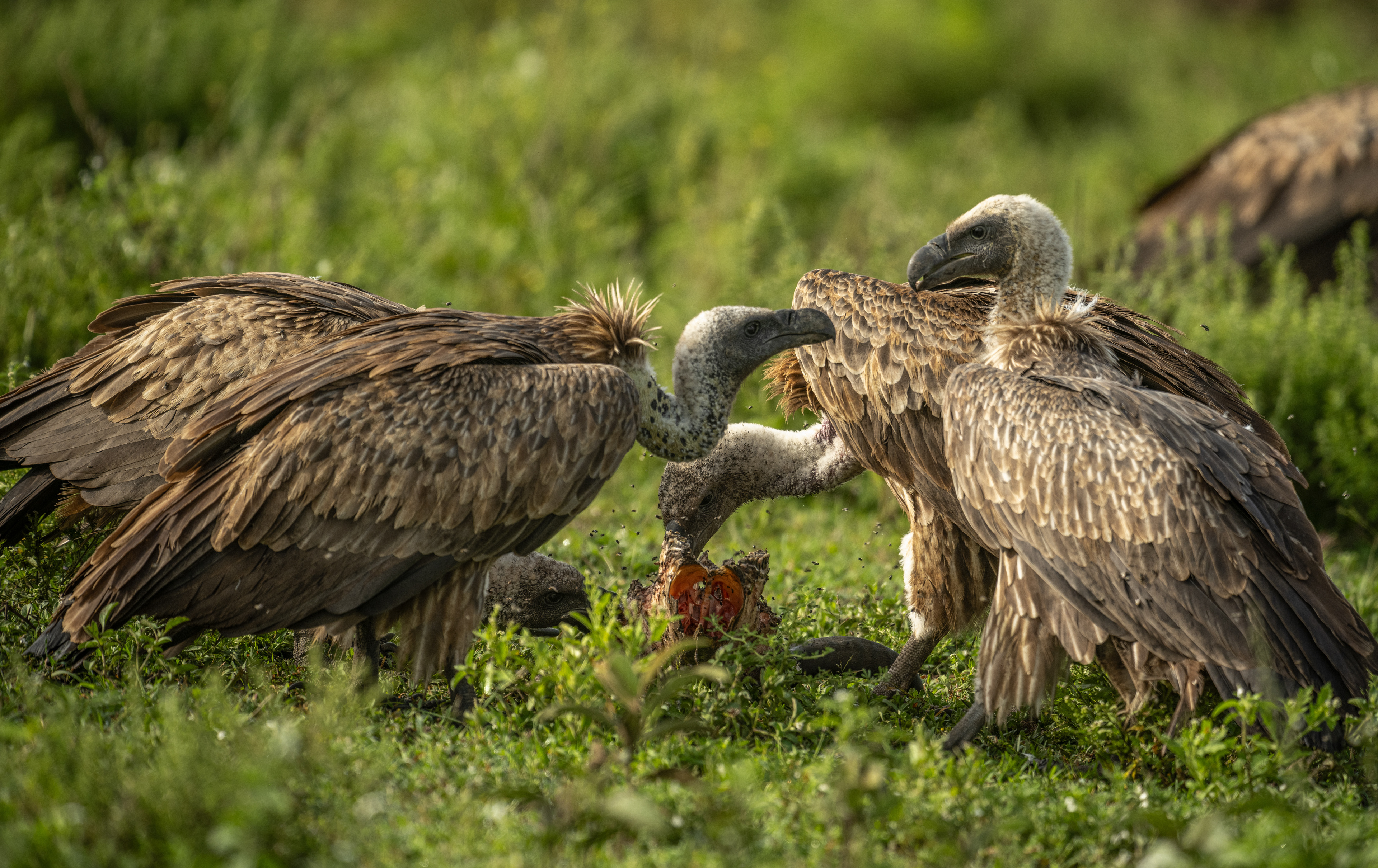 Vultures