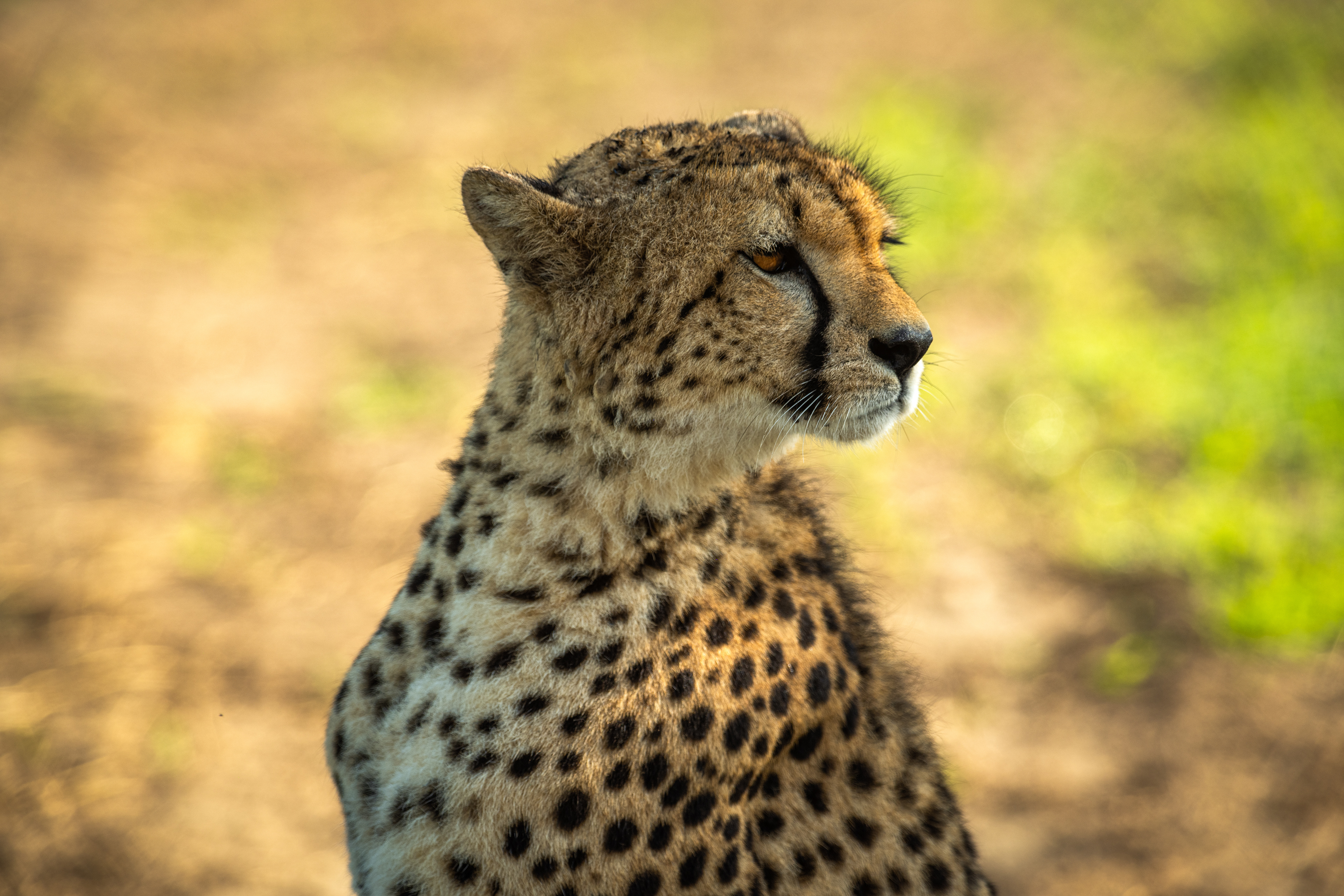 Cheetah