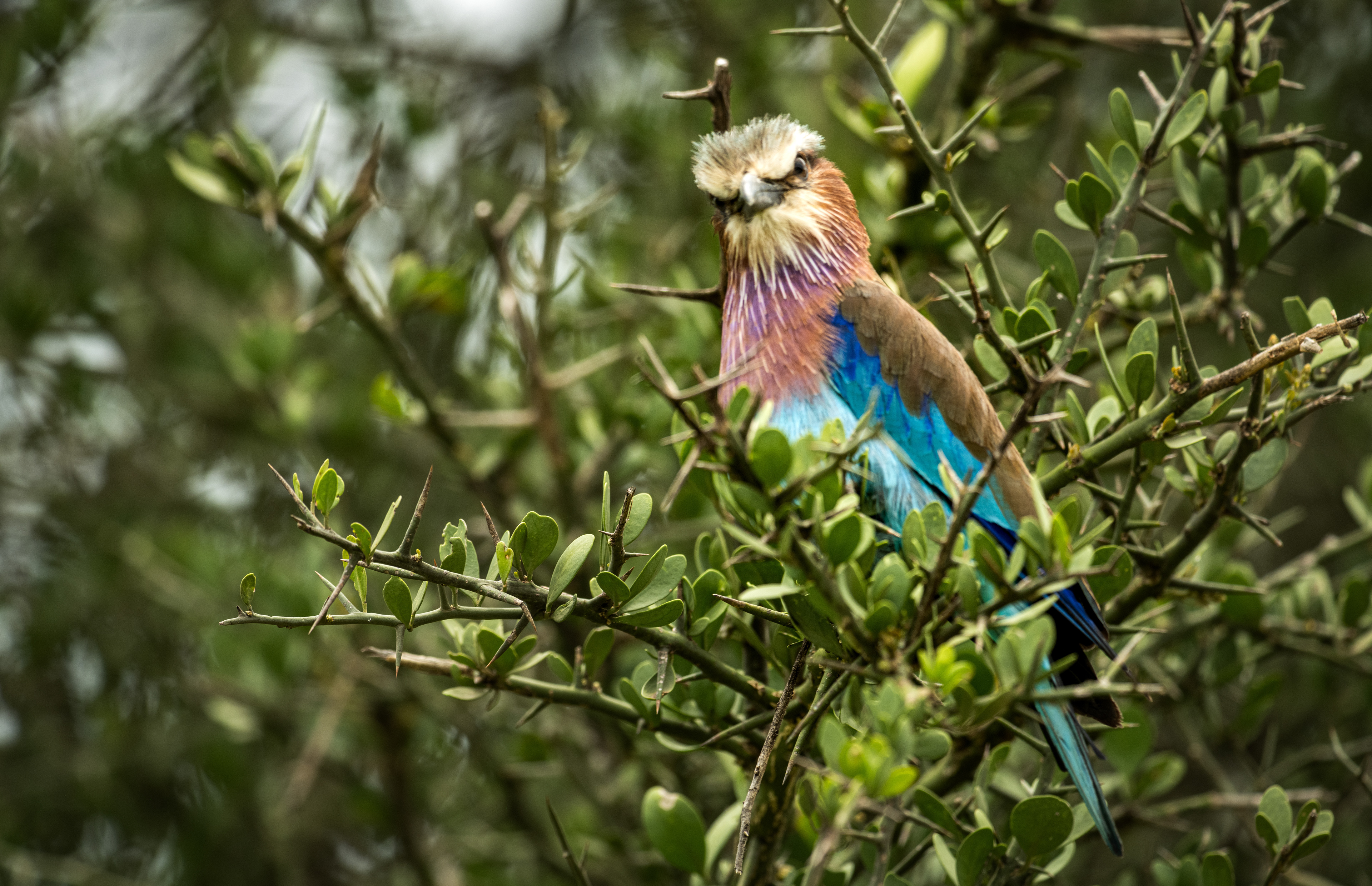 Lilac-Breasted Roller