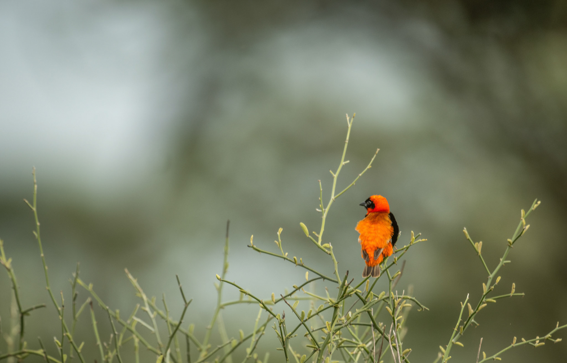 Southern Red Bishop
