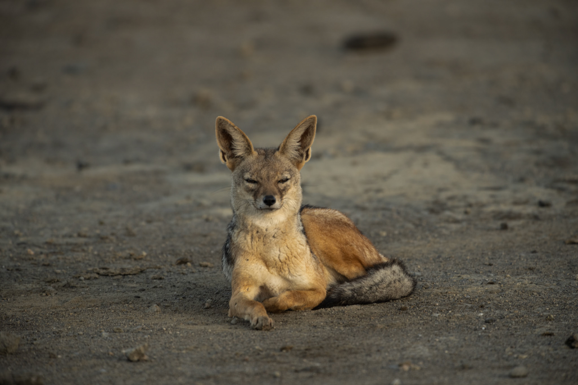 Jackal