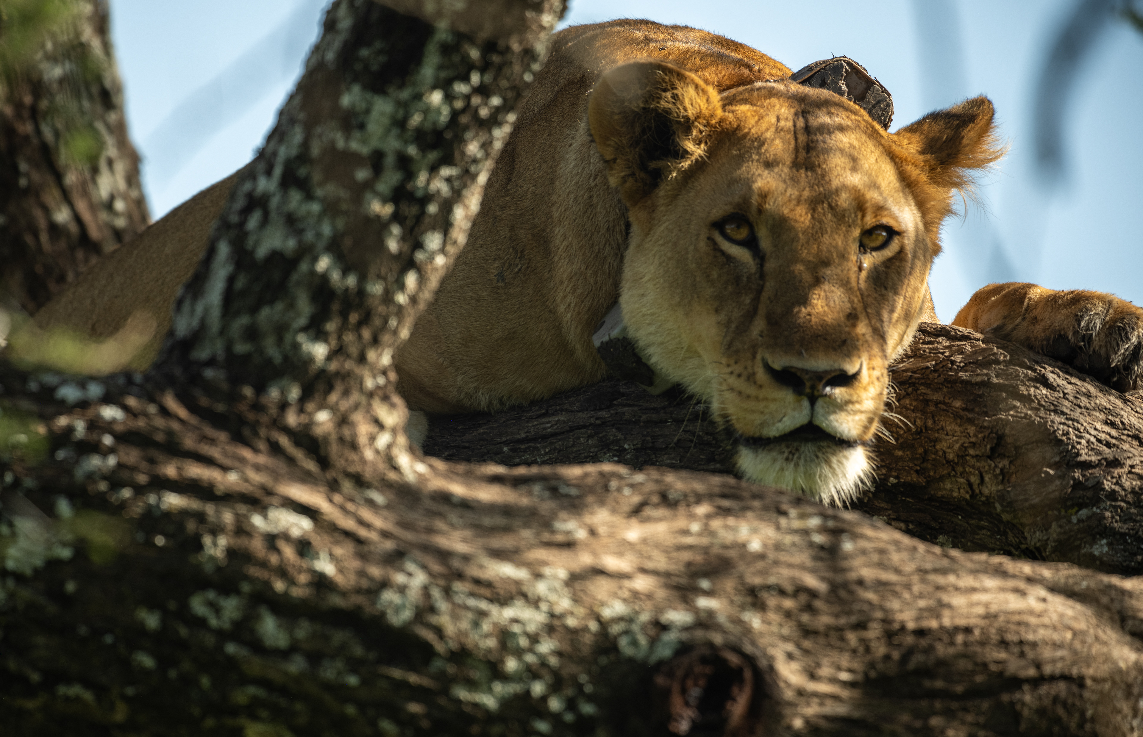 Mama Lion