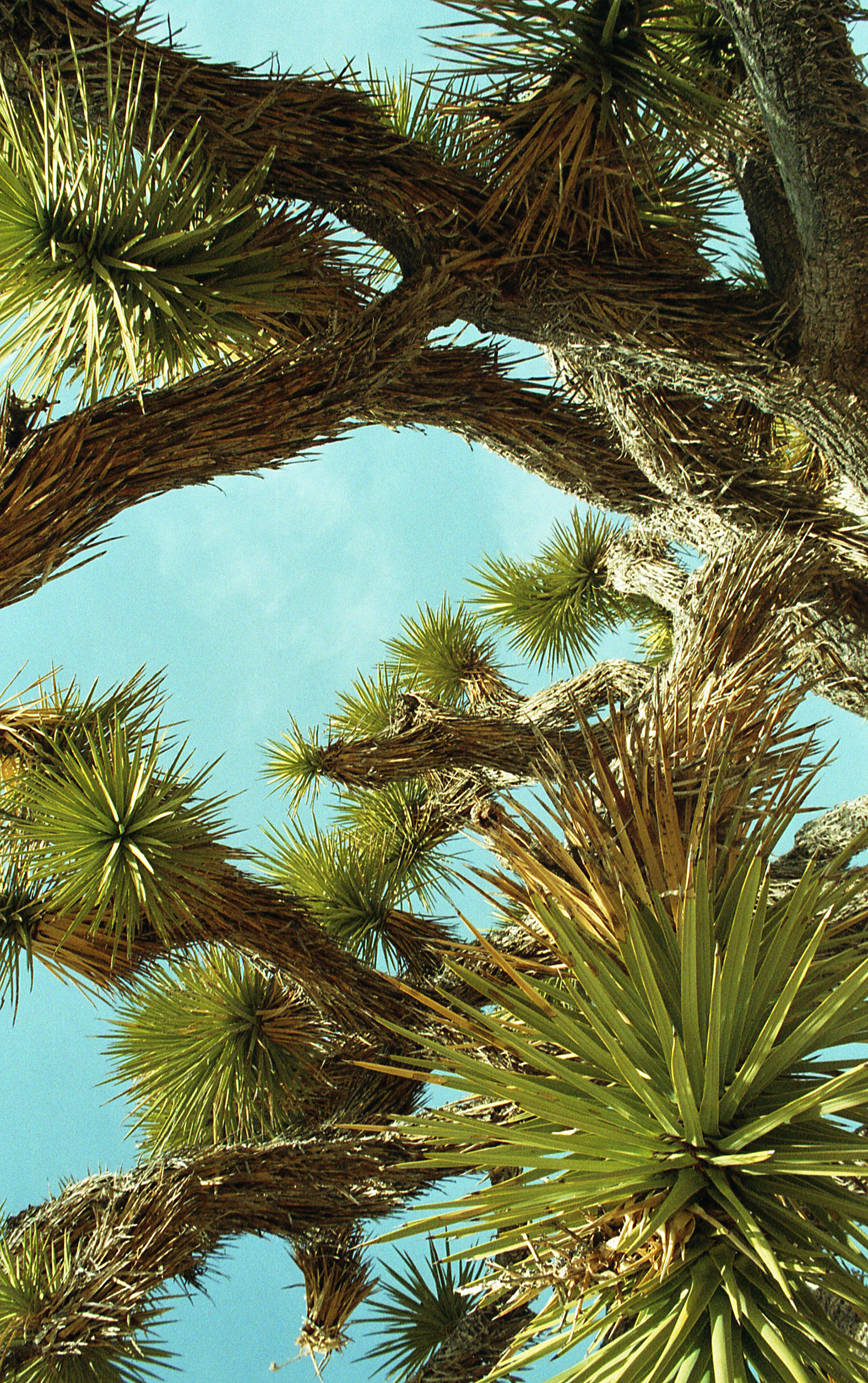 Please let's listen to U2, Joshua Tree NP, 2018