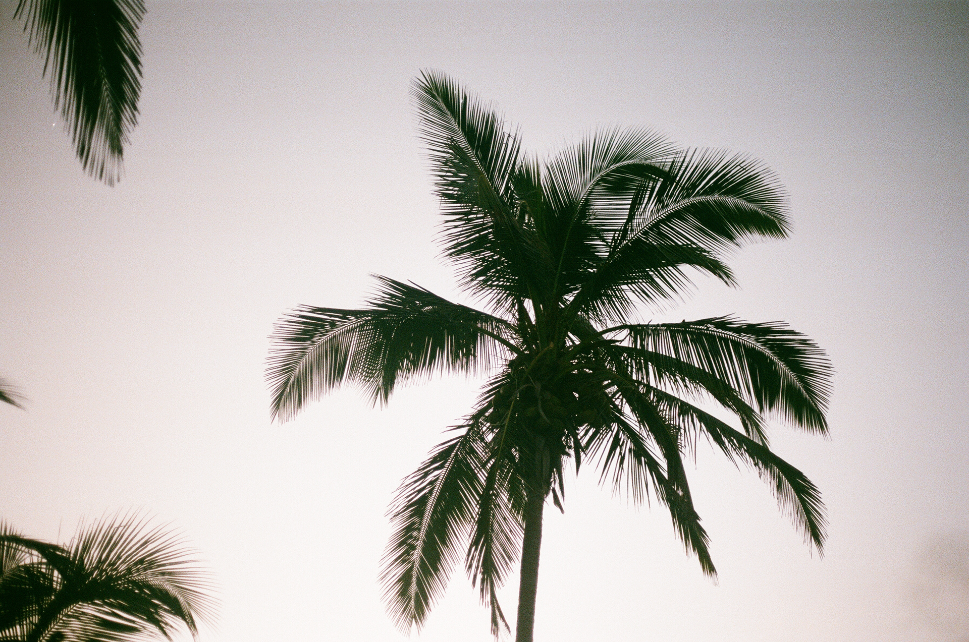 No no no this is better than any other palm tree shot I swear, Palomino, 2017