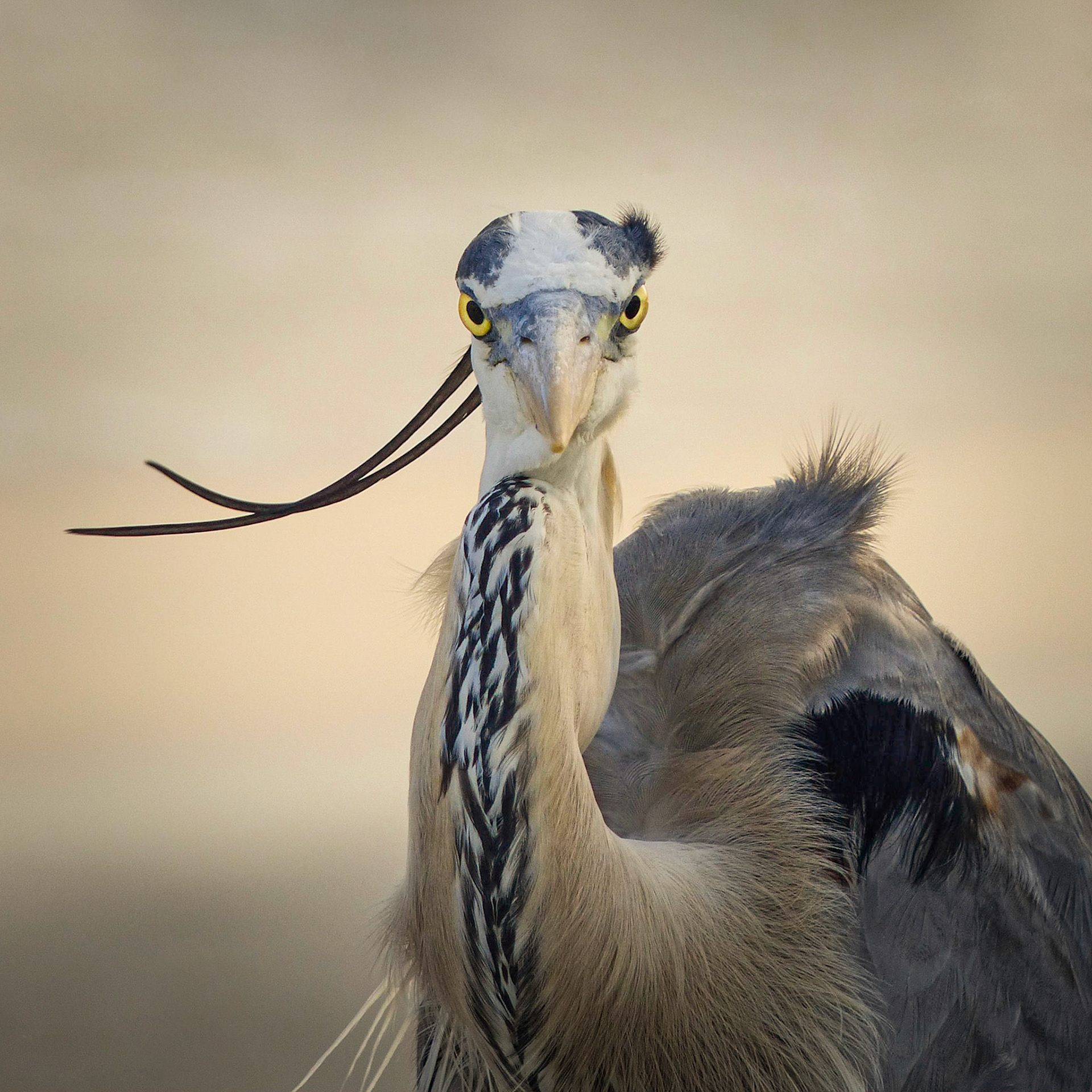Bay Isles, Longboat Key, Fl.