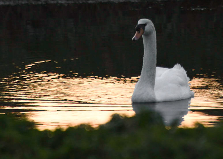  Bay Isles Swan