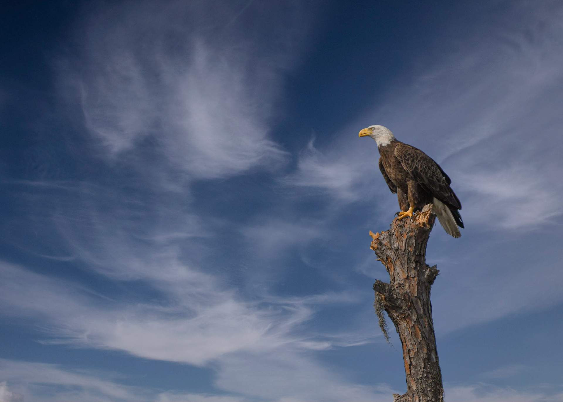 Lakewood Ranch Eagle 2021