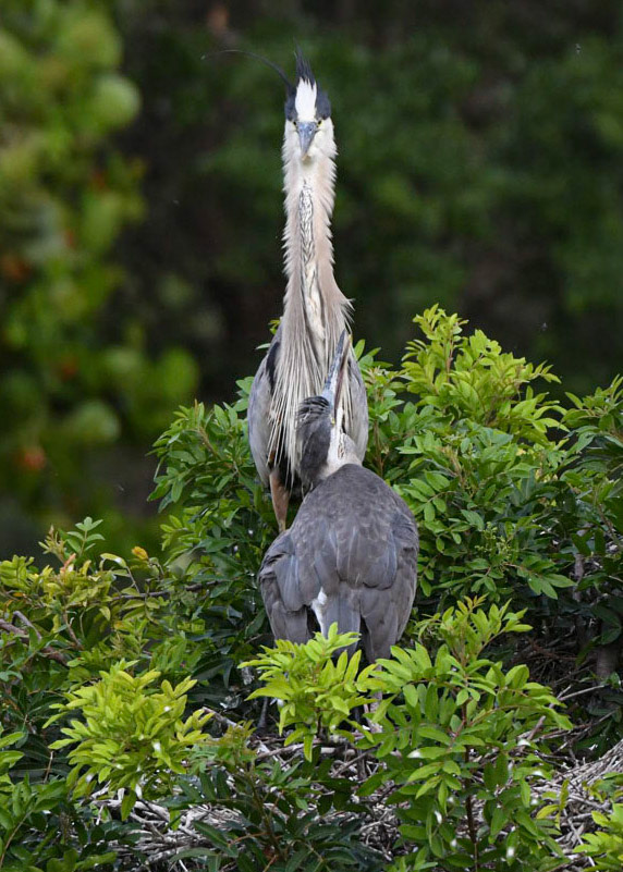 Venice Rookery