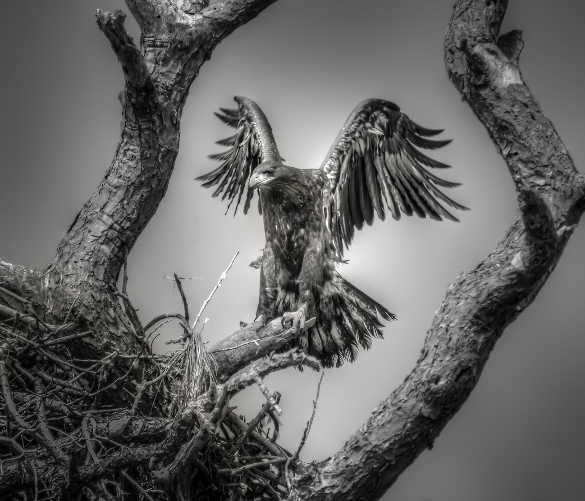Baby Eagle getting ready to fledge