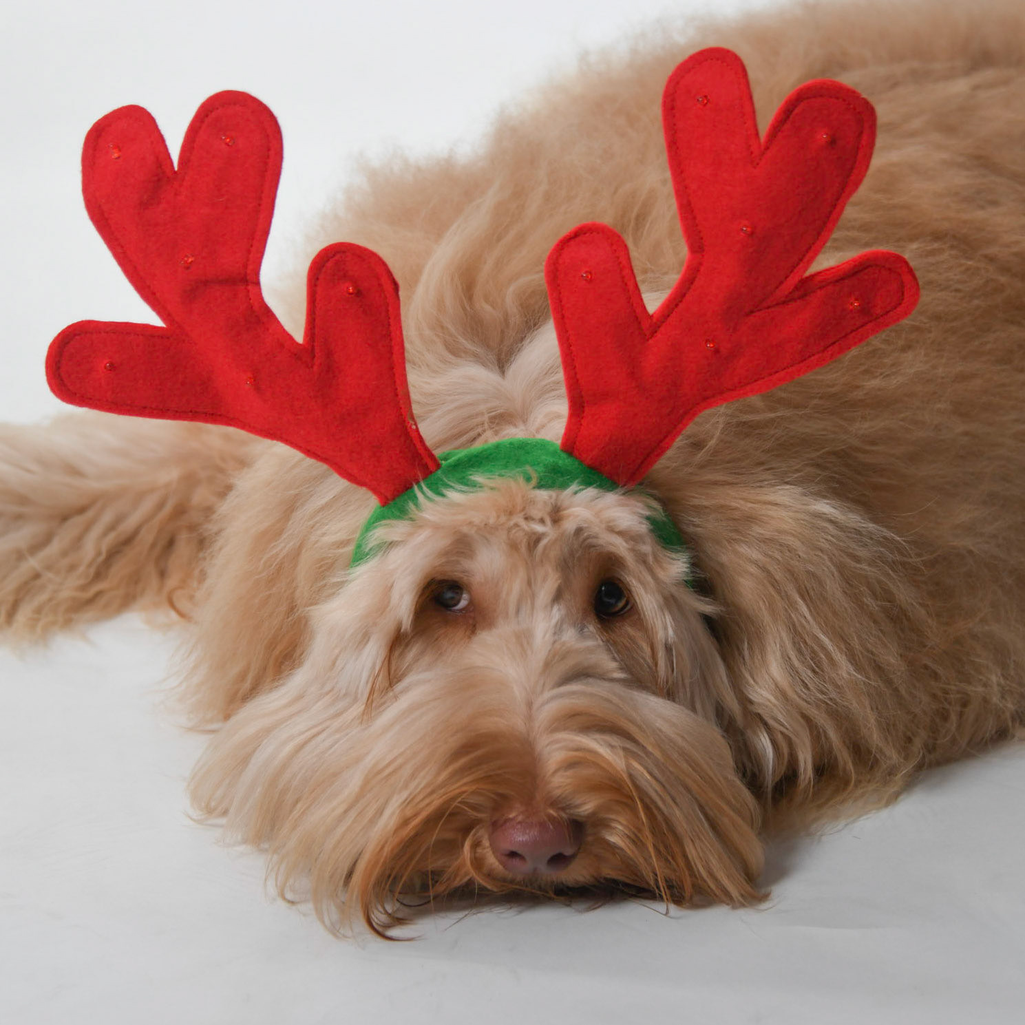 Shanti Christmas Shoot 2020