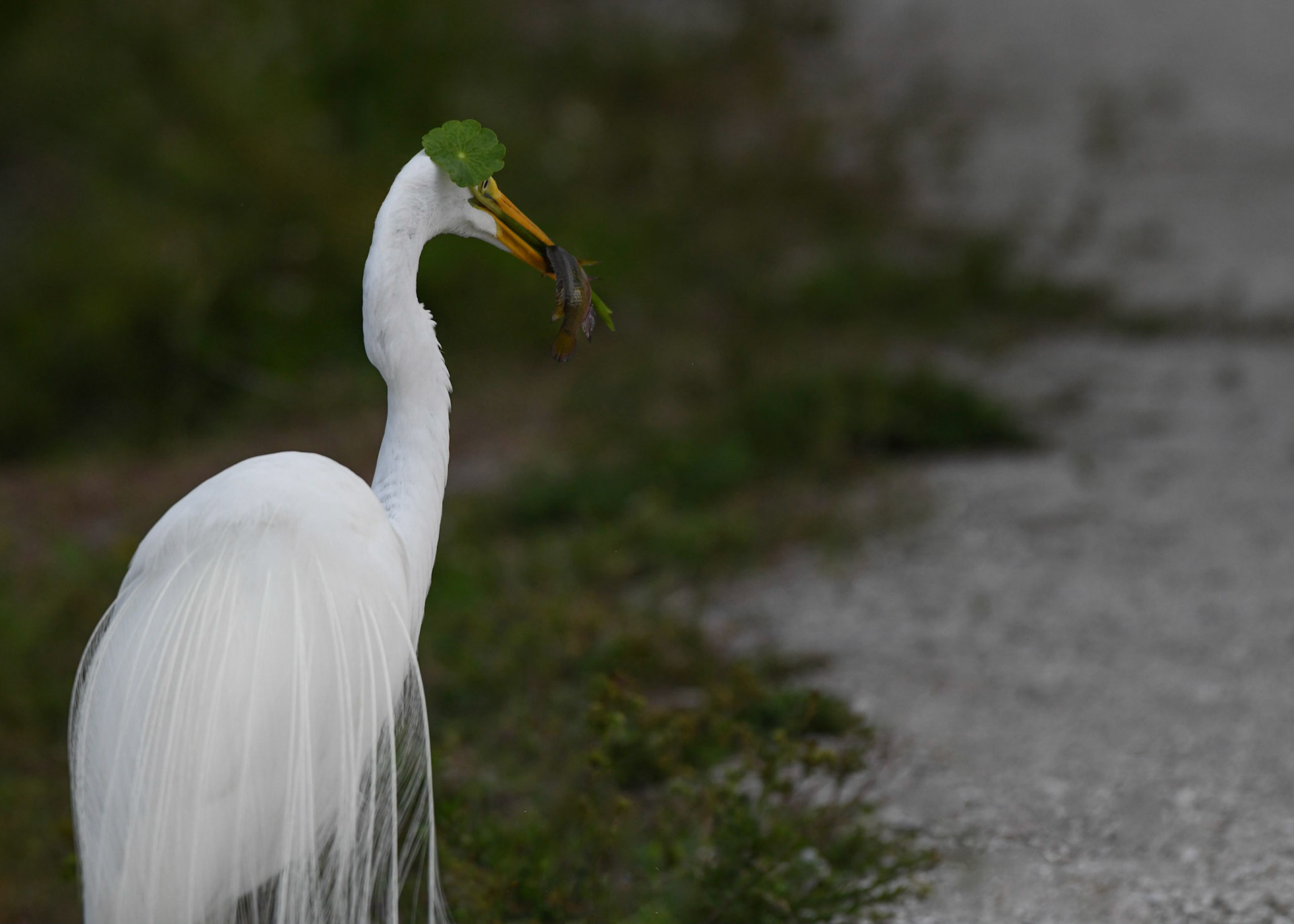 Venice Rookery