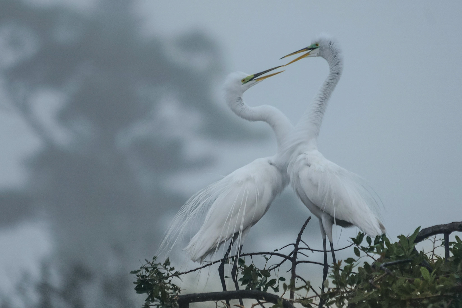 Venice Rookery