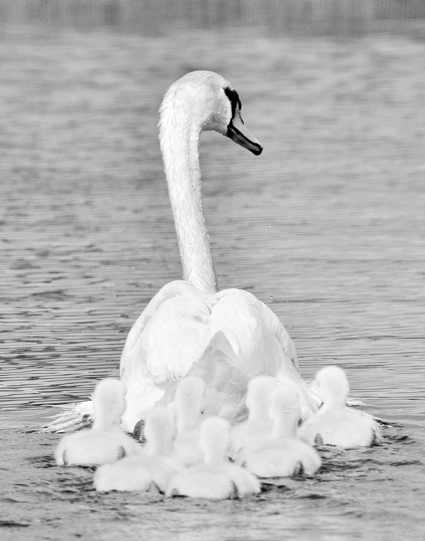 Awesome shot with Mom and babies