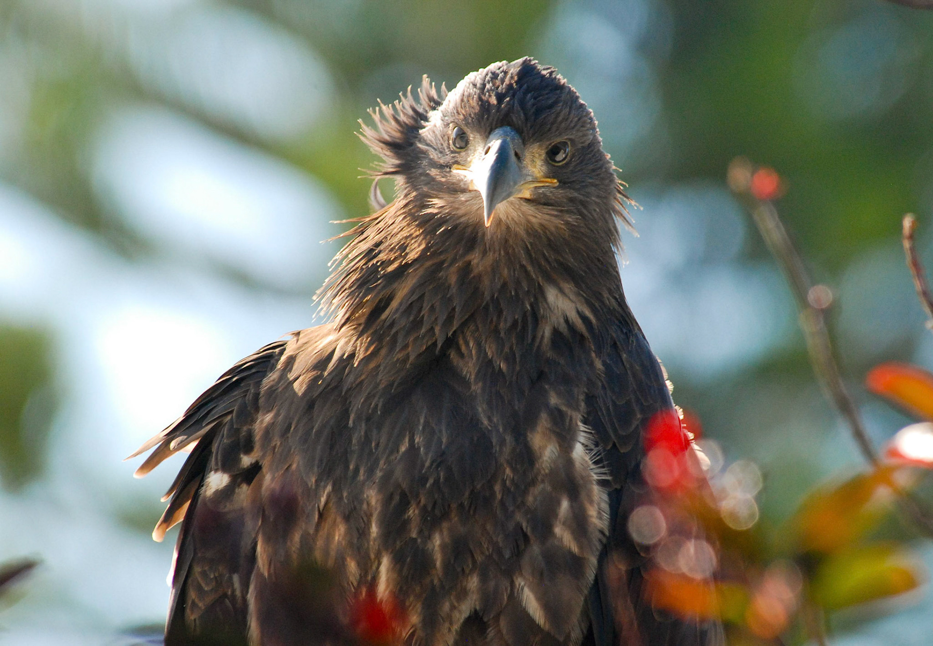 Baby Eagle resting directly behind me!