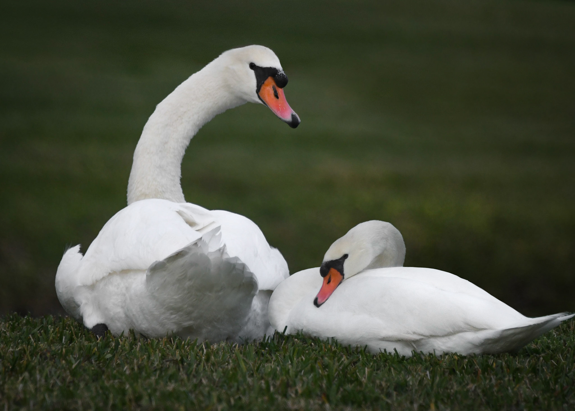 Bay Isles Swans
