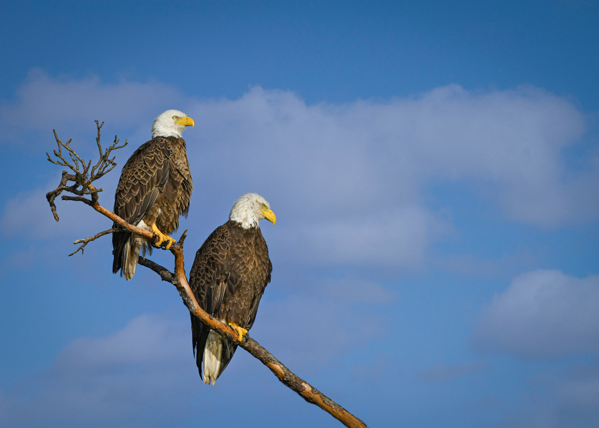 Lakewood Ranch Eagle's 2021