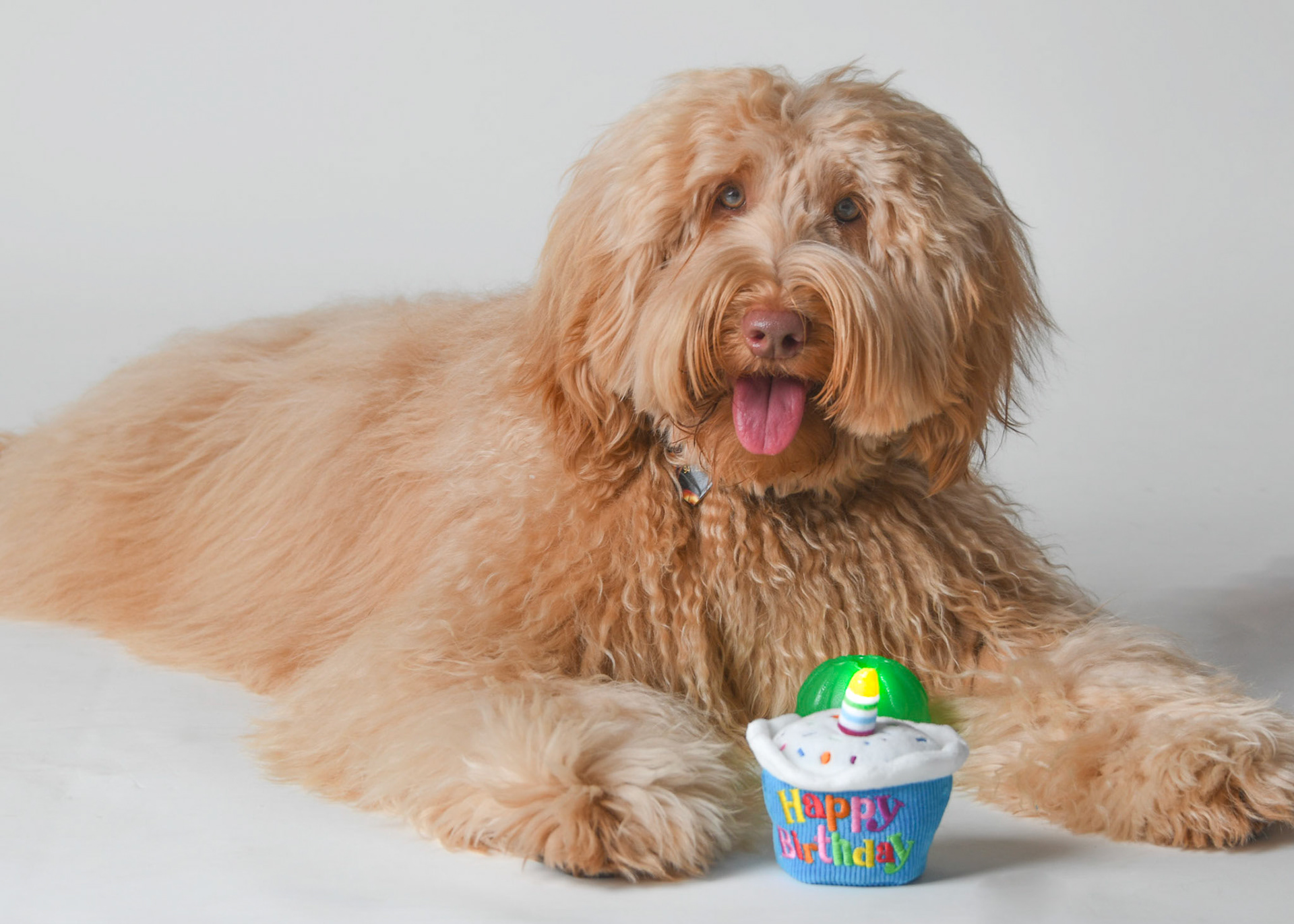 Shanti 1 year old birthday shoot!