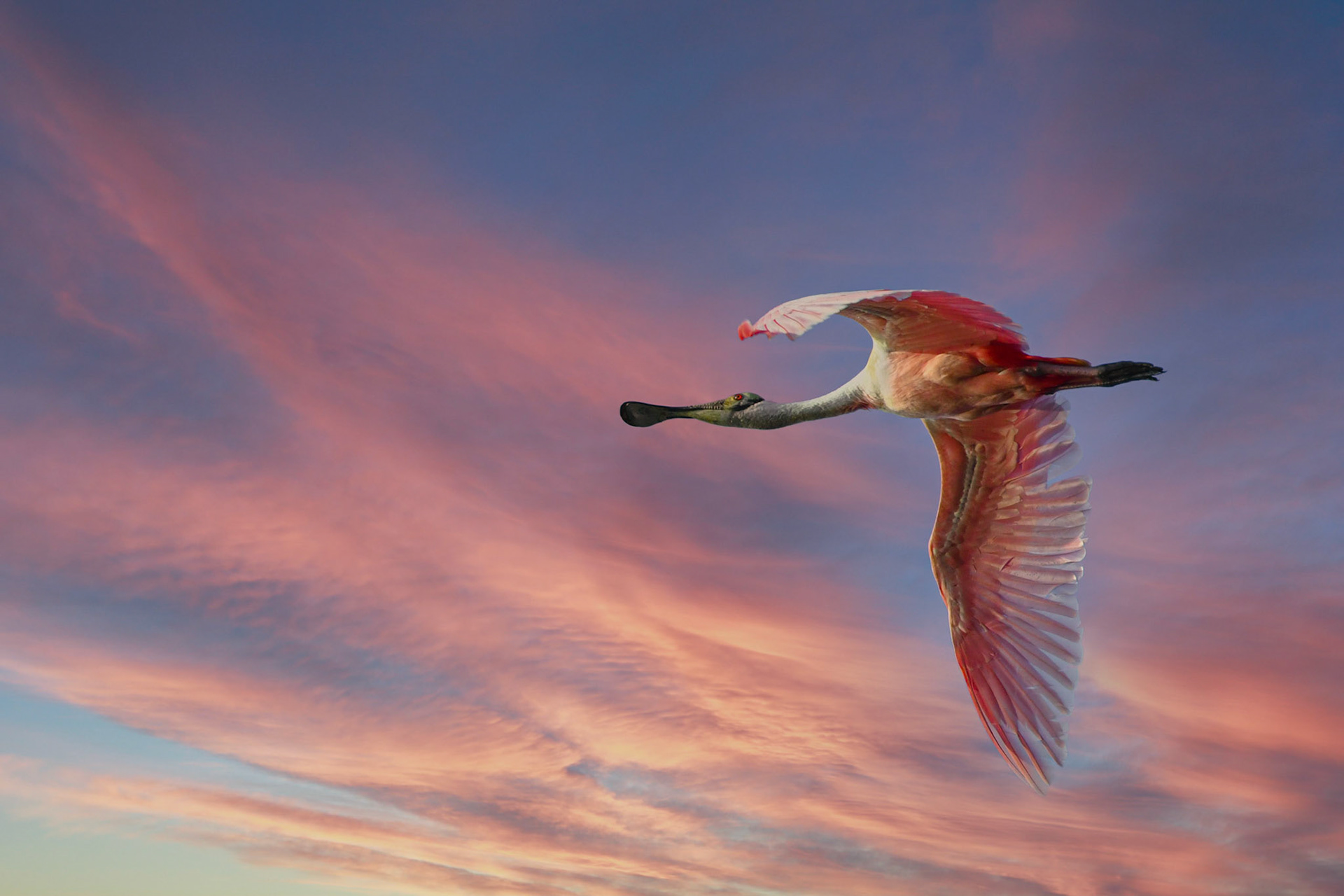 Rosette Spoonbill 2021