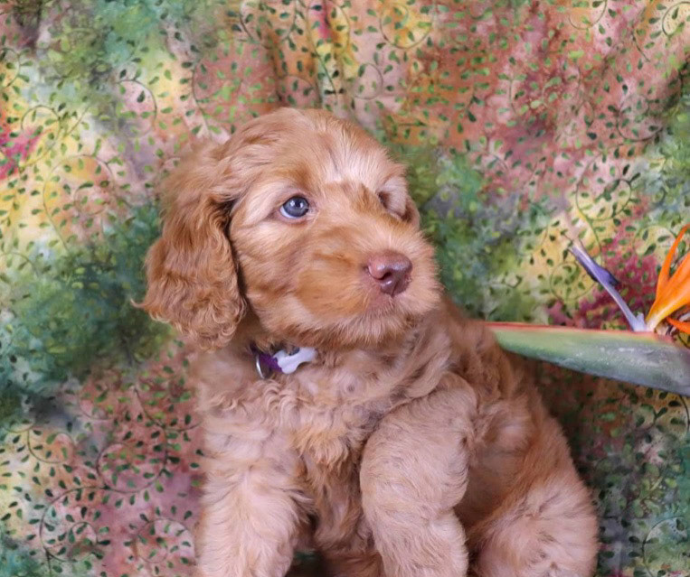 Shanti 9 weeks old