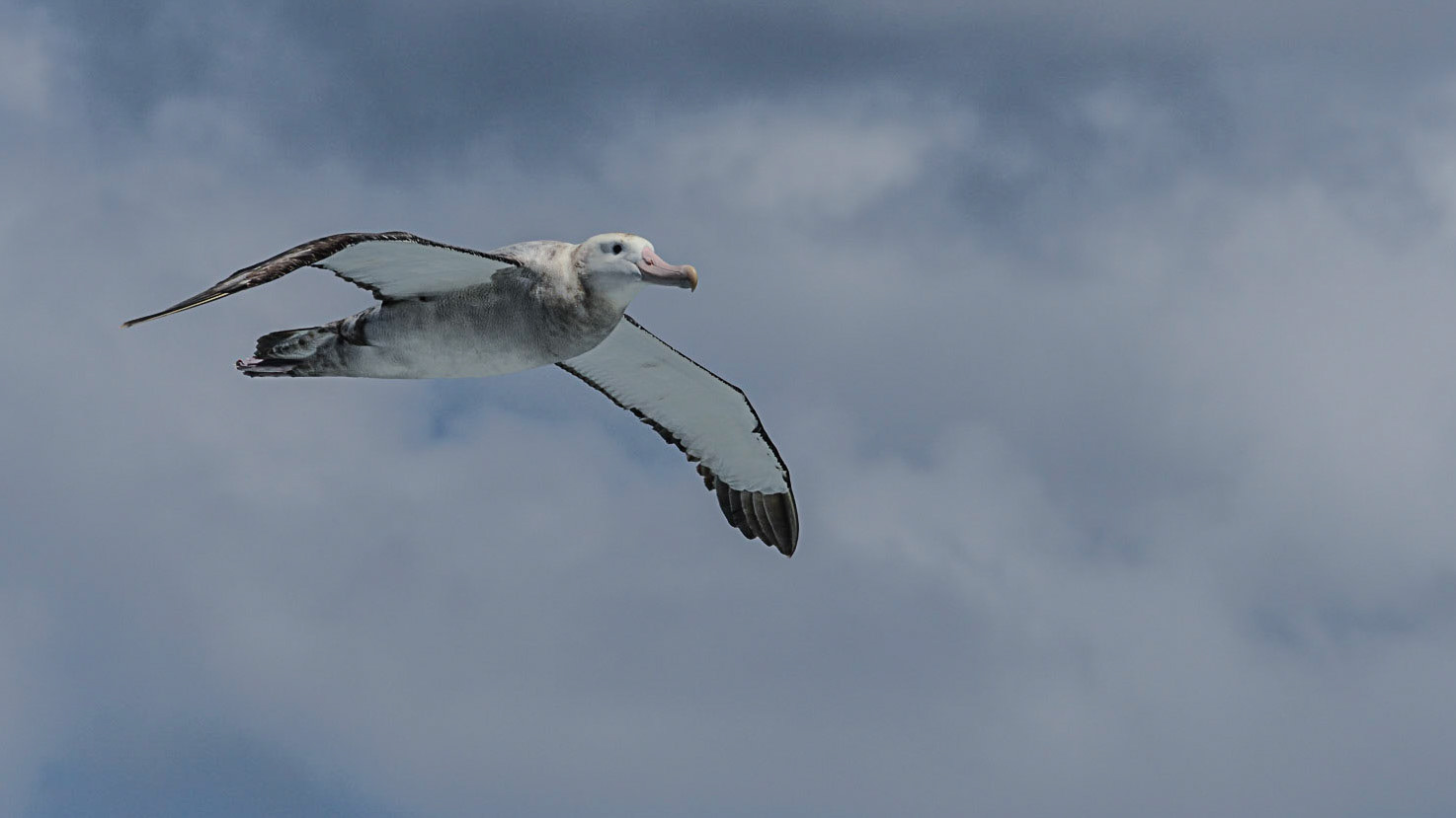 Antarctica Albatross