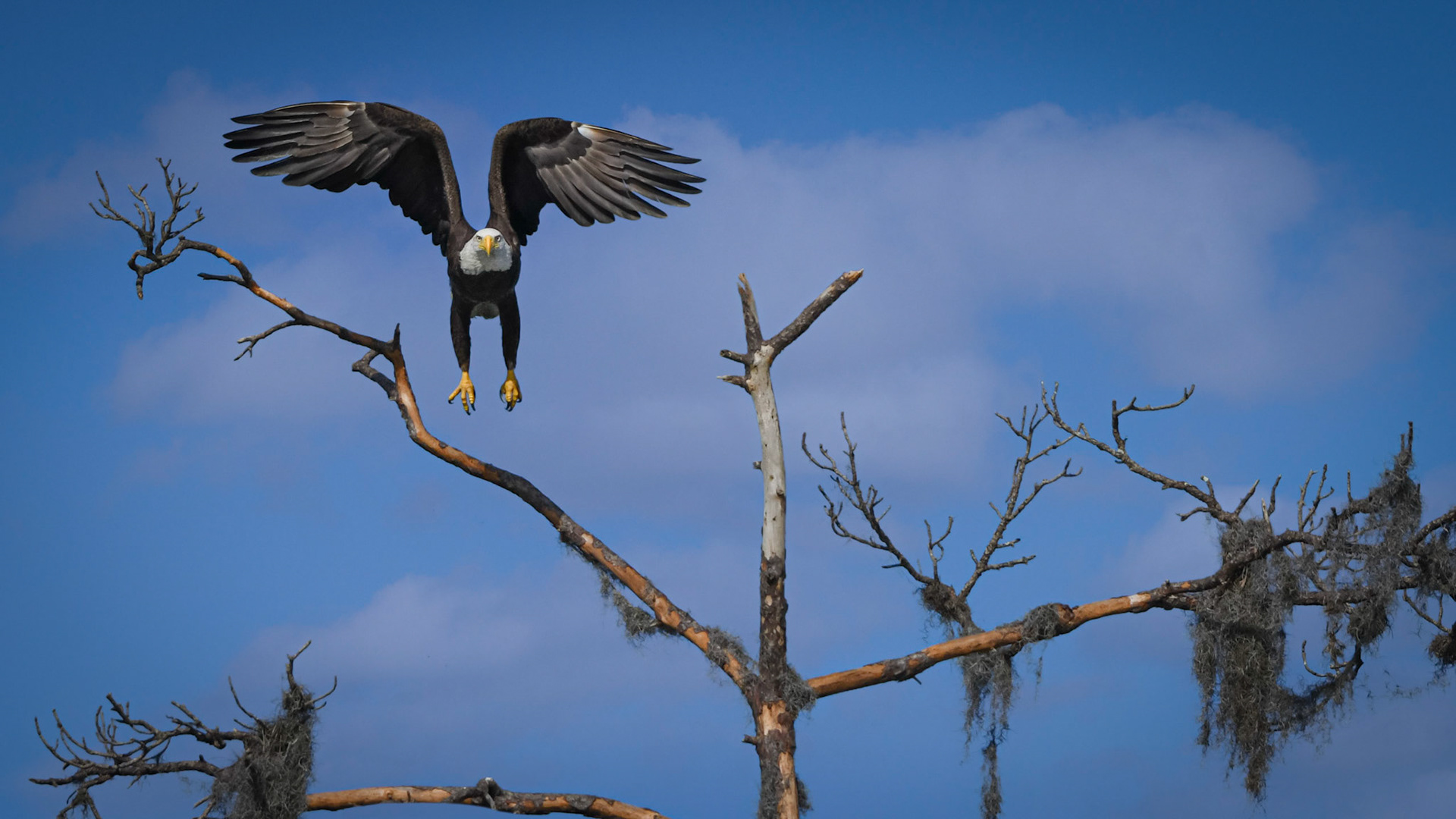 Lakewood Ranch Eagle - 2021