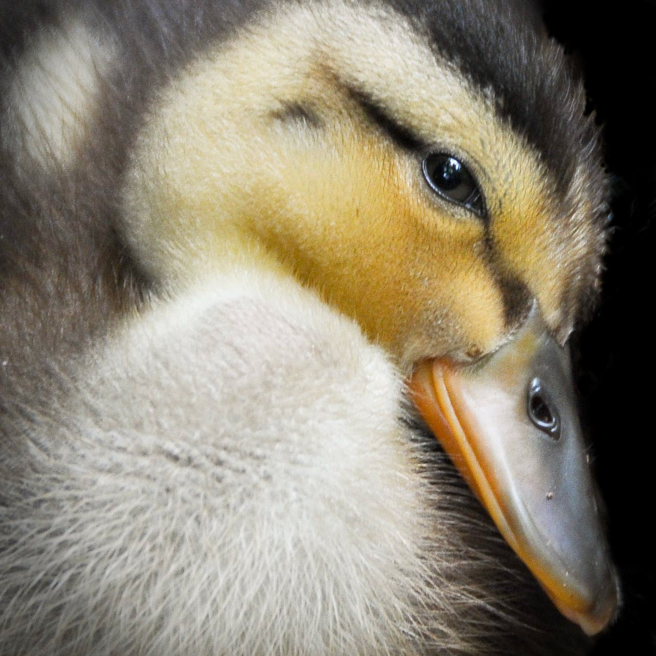 Photographer's Forum Honorable Mention