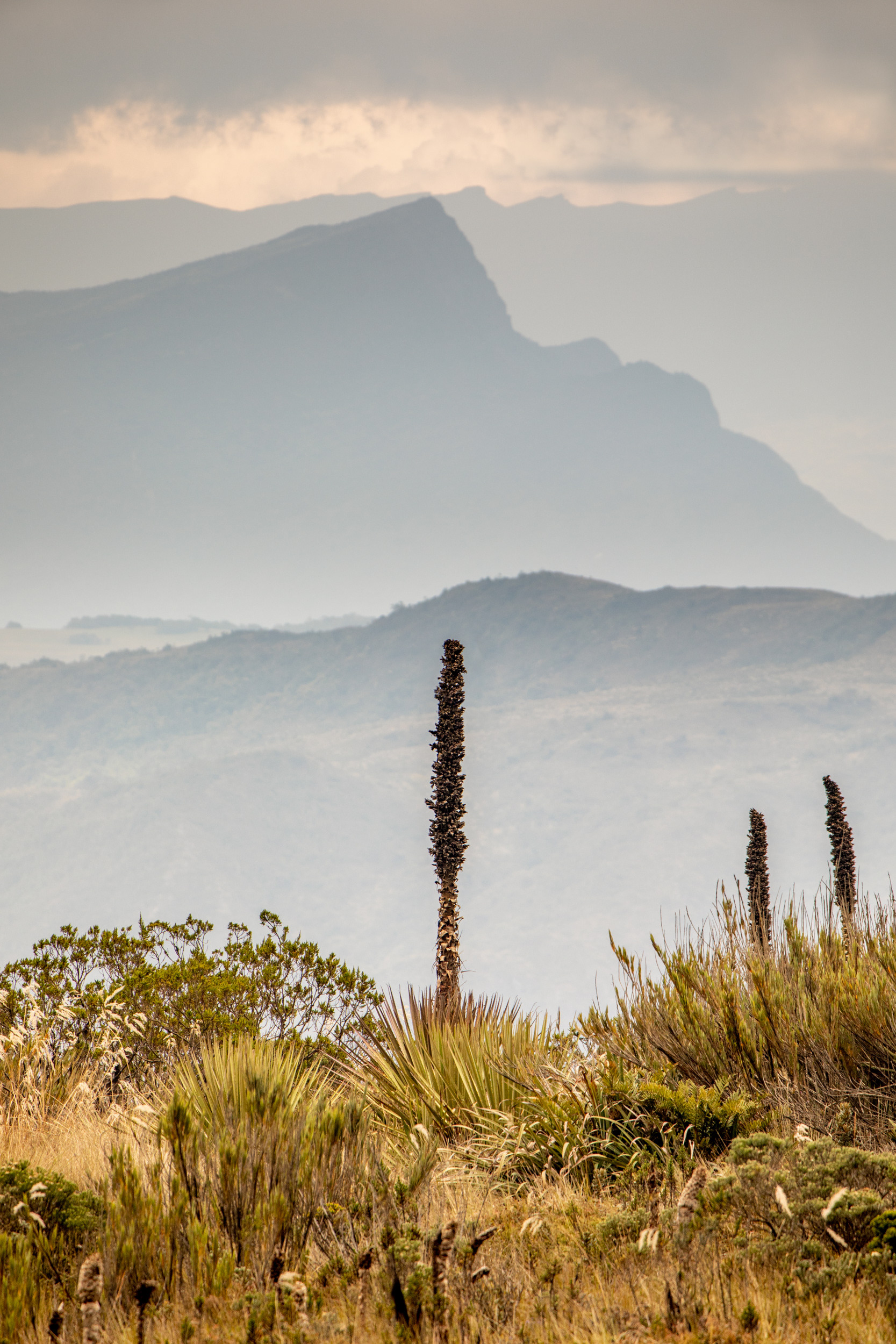 Puya