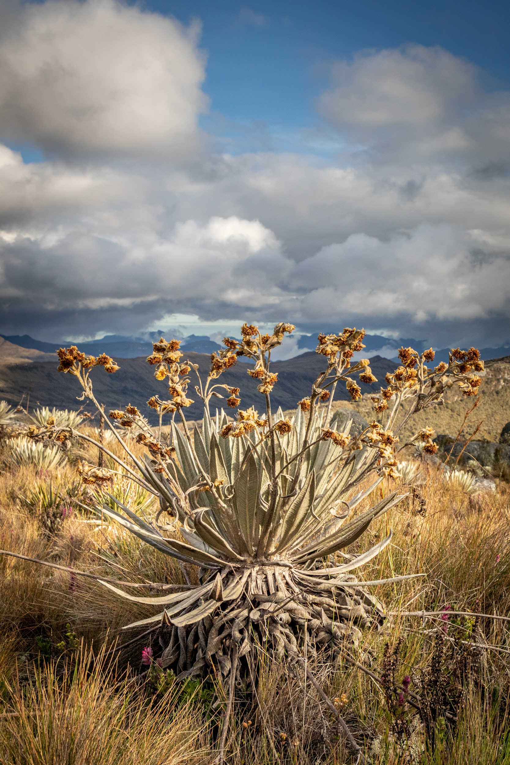 Frailejón (Tunjos I)