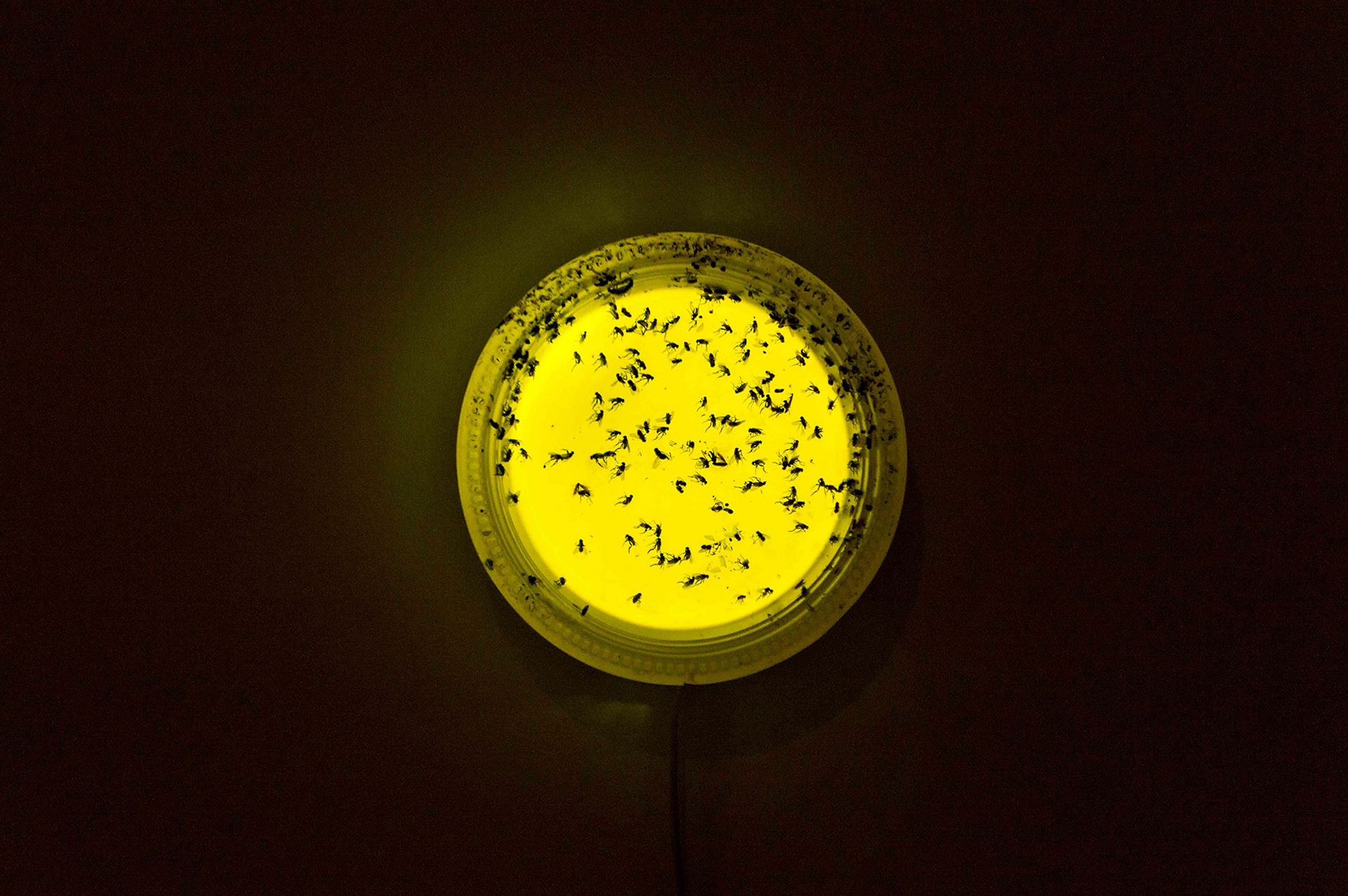 Simbiosis, Plataforma Bogotá