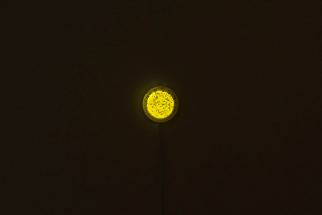 Simbiosis, Plataforma Bogotá