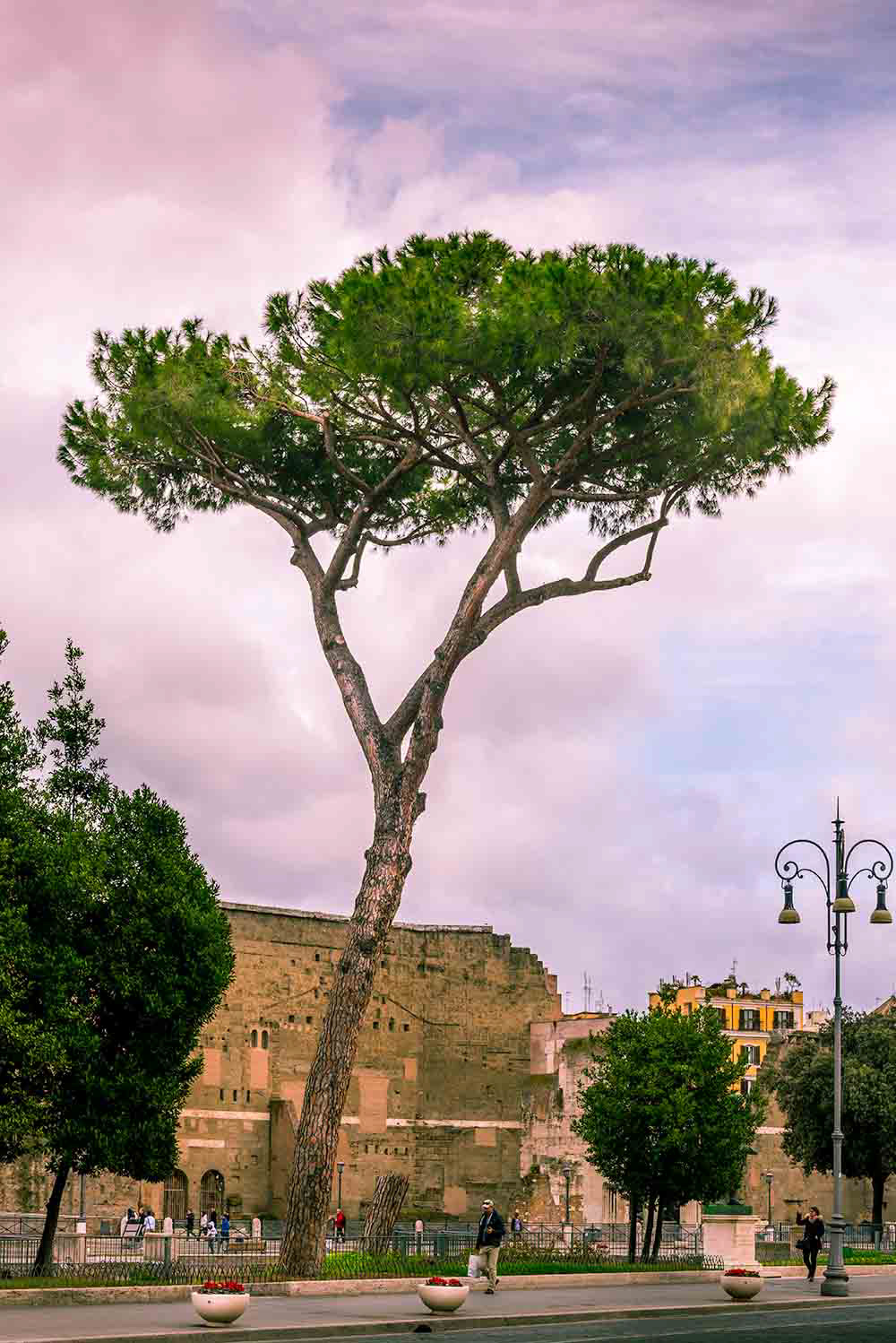 Terzo